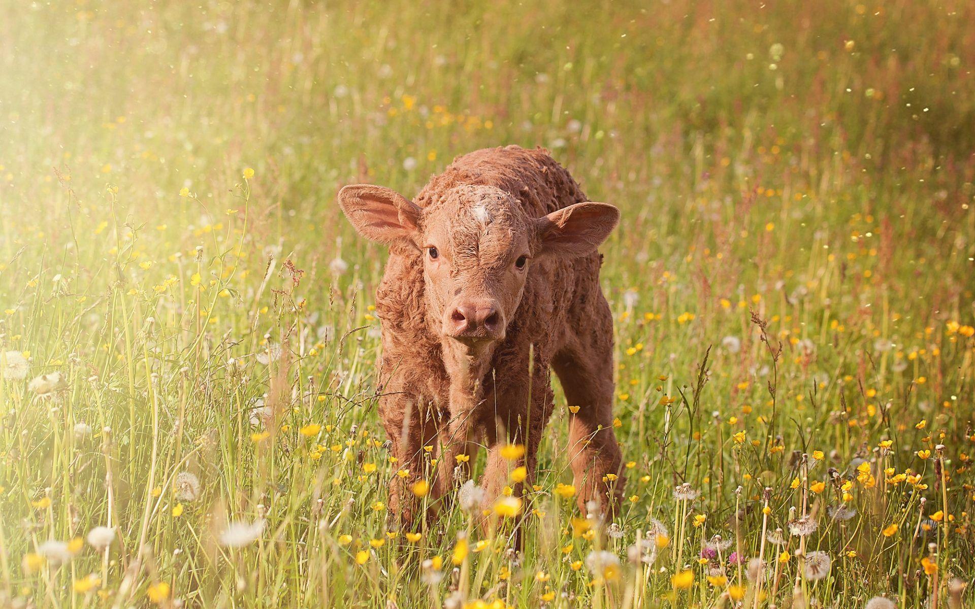 Brown calf in grass (Cute) HD Wallpaper