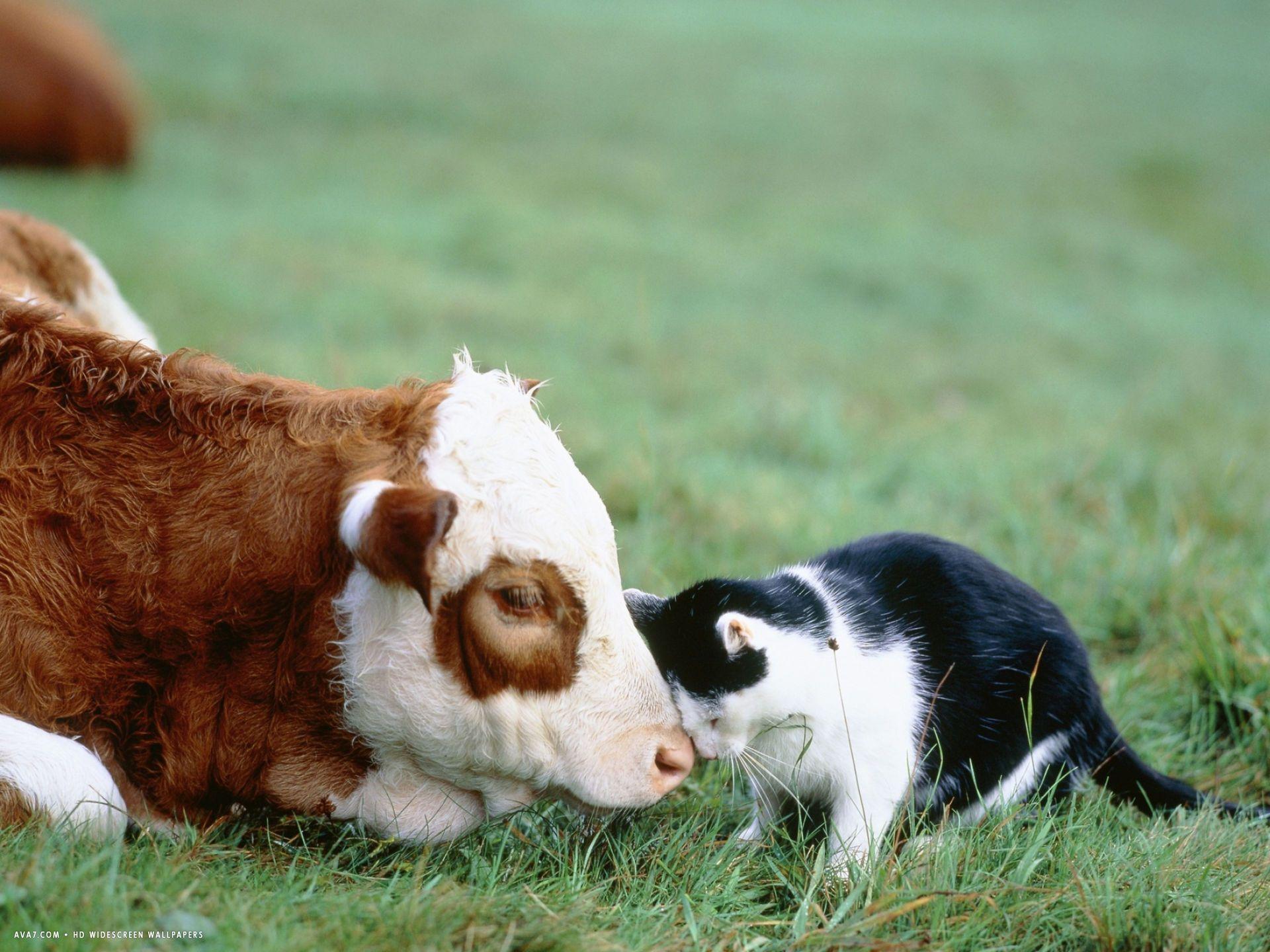 black and white cat and calf touching each other with heads. cats