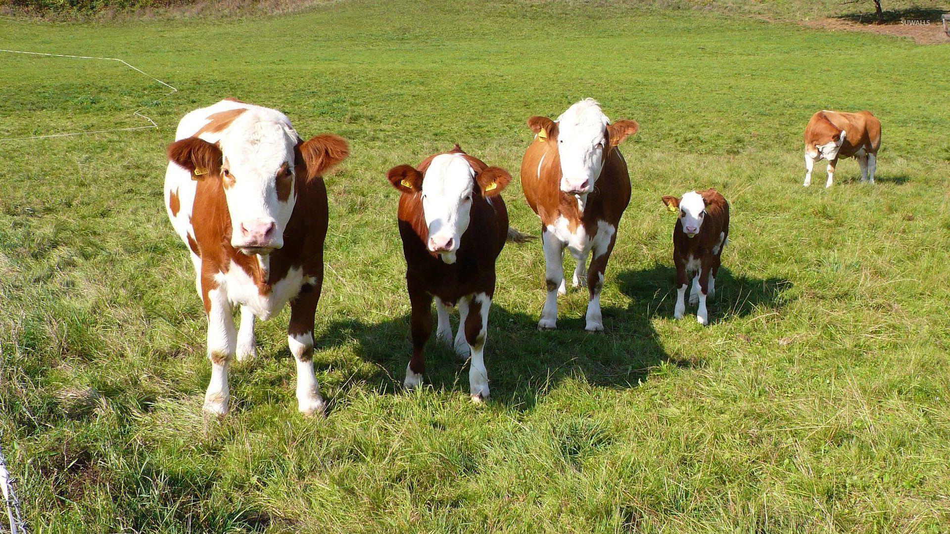 White and brown cows and calves wallpaper wallpaper