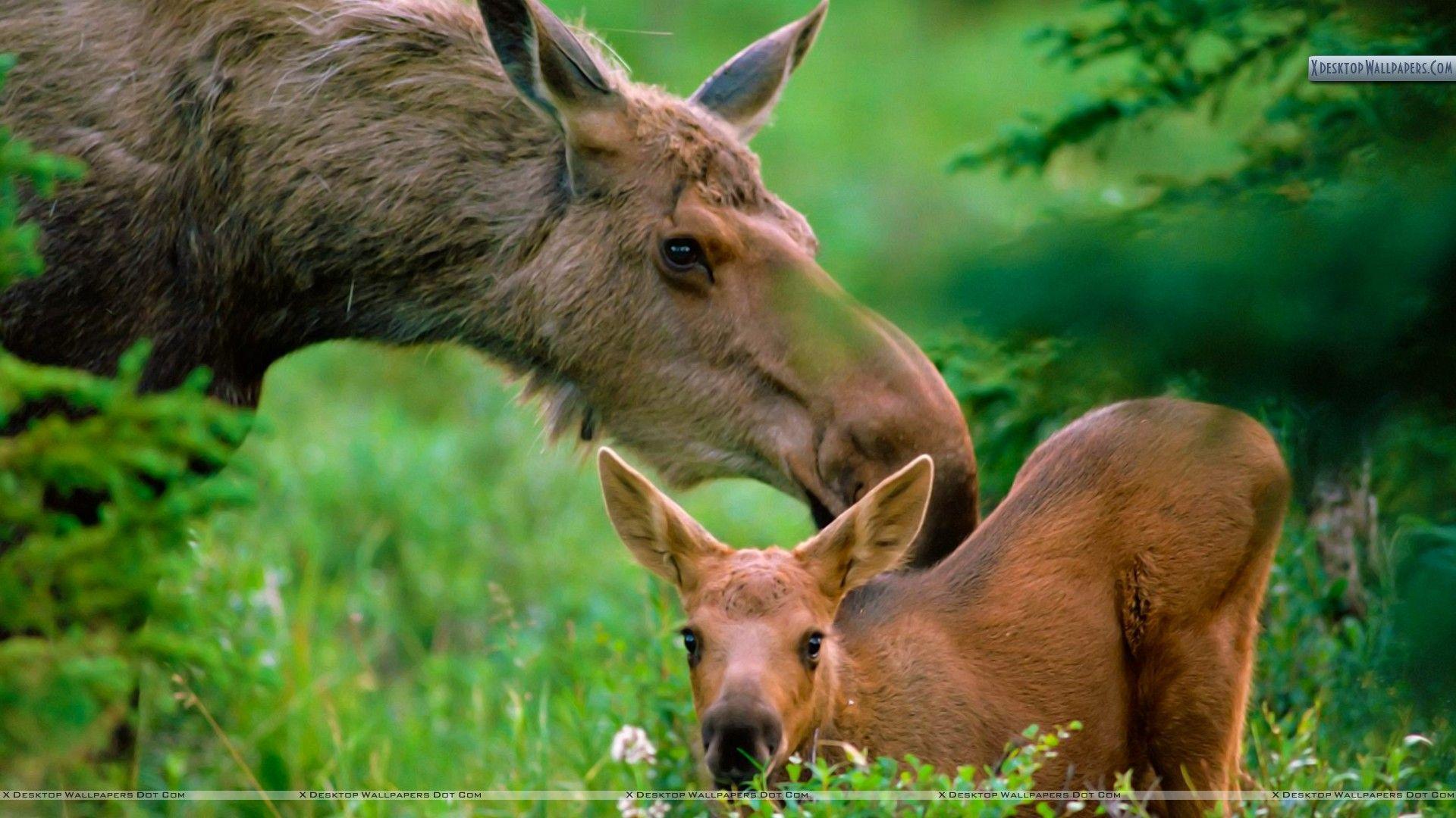 Mother Moose with Calf, Boreal Forest Wallpaper