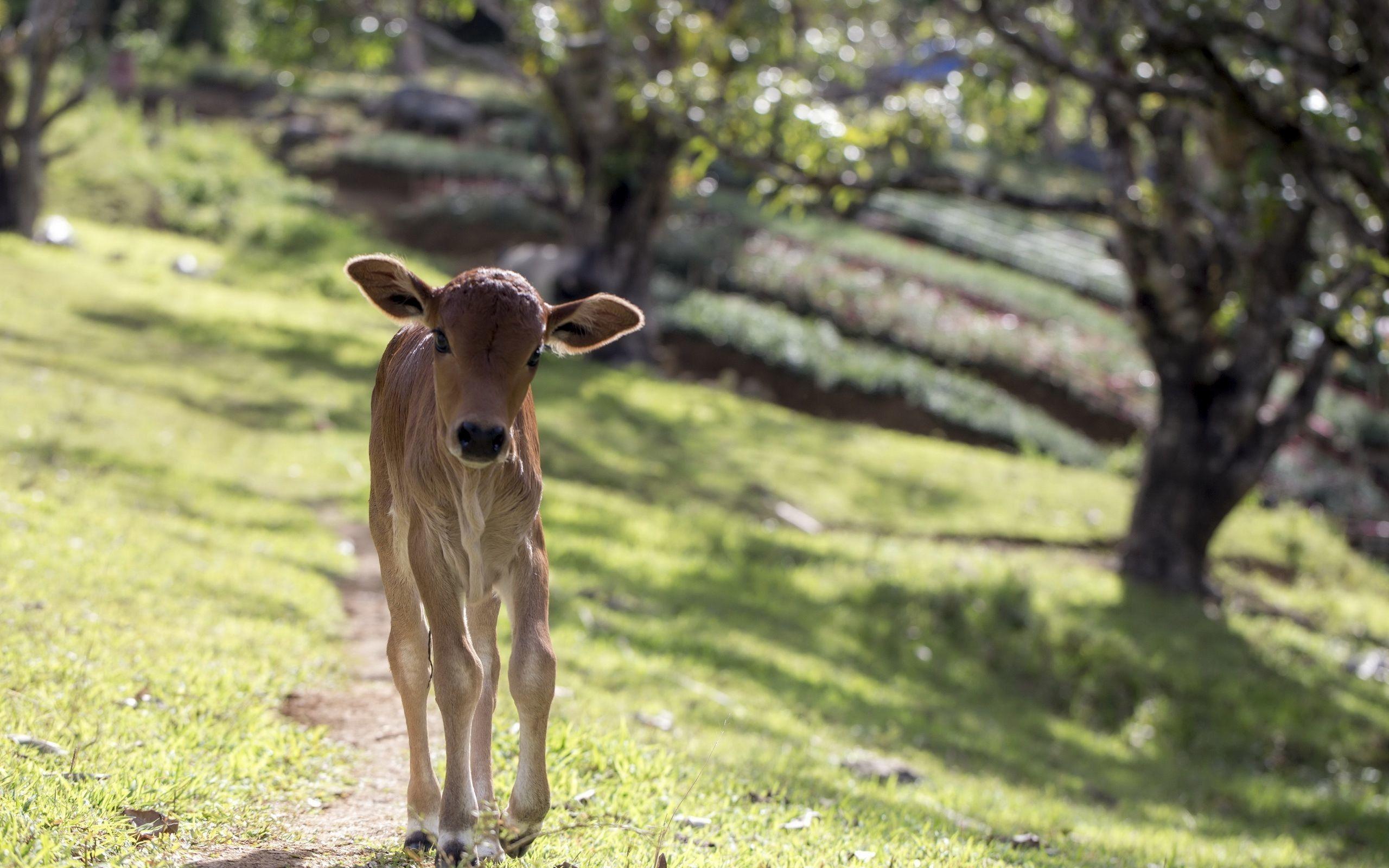 Animals: Calf Field Cow Desktop Wallpaper 2560x1600 for HD 16:9