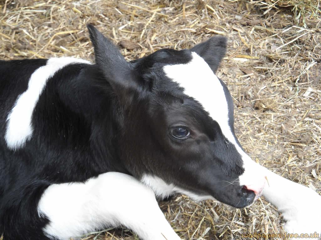 Baby Cow Calf Animals Wallpaper