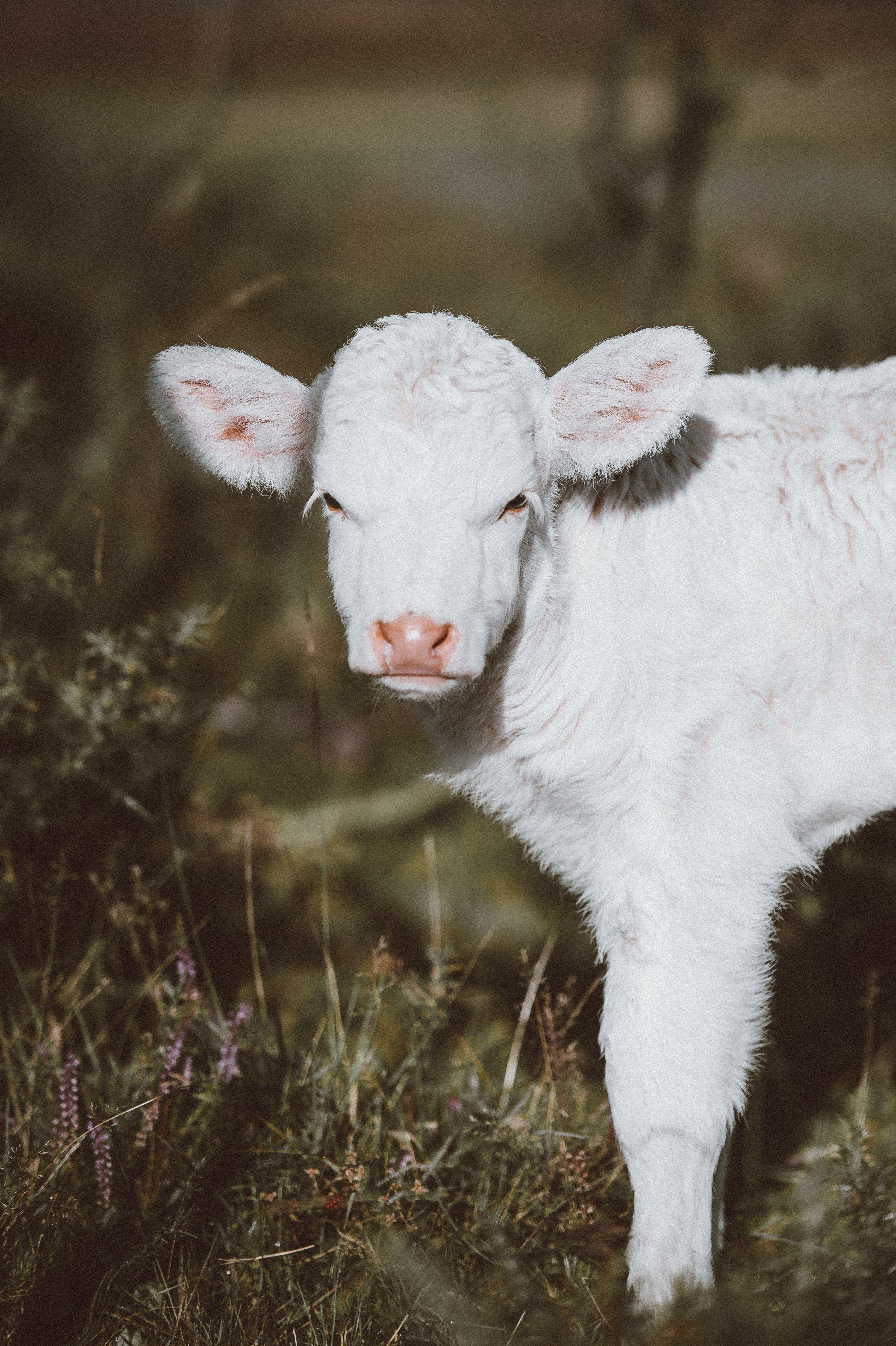 cow calf cattle and baby HD wallpaper and background