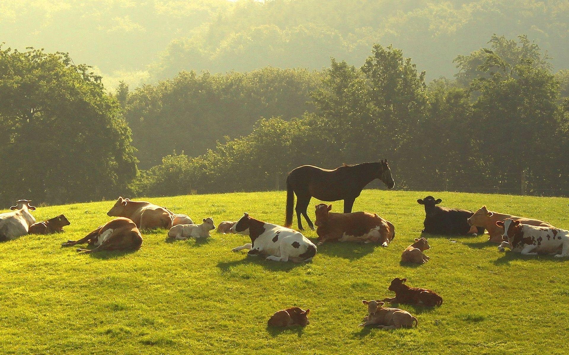 Animals horses cows calf calves nature landscapes babies pasture