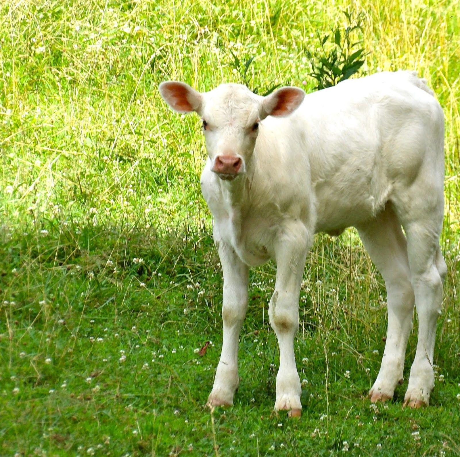 Download cow image