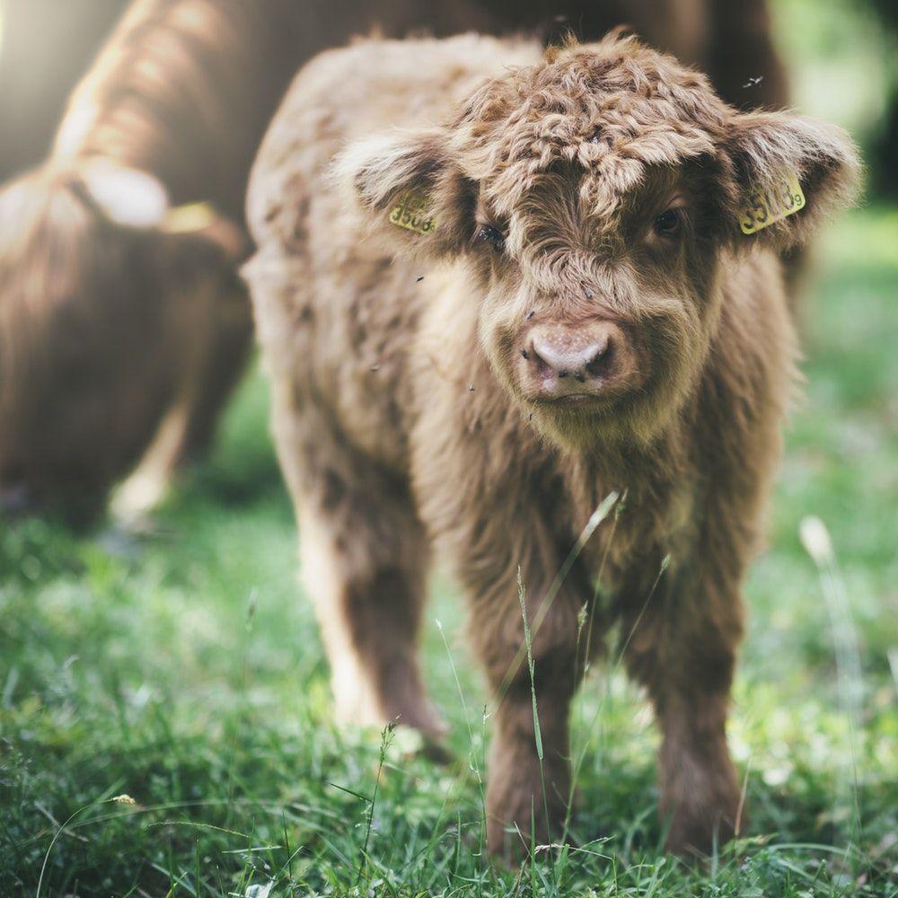 Highland Calf Picture. Download Free Image