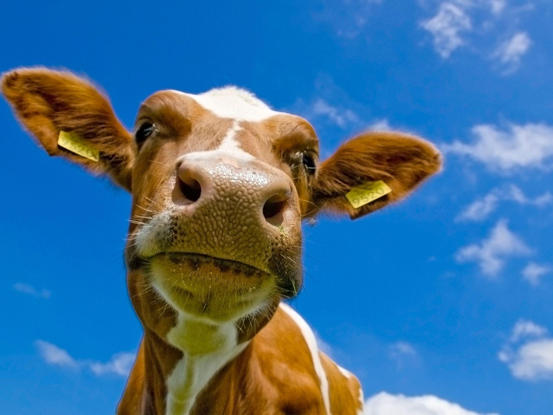 Cow Wallpaper Cows Animals Wallpaper in jpg format for free download