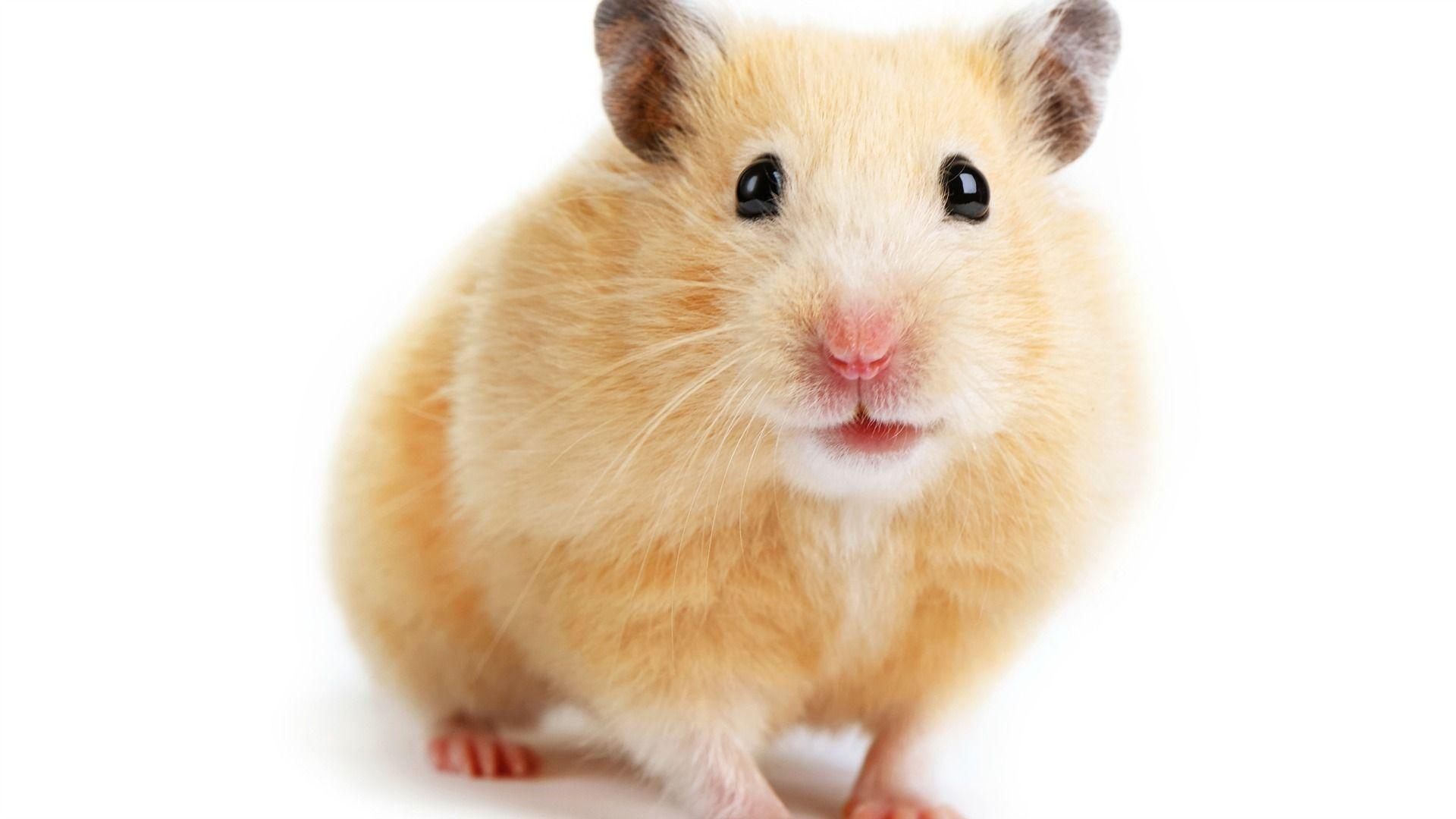 Hamster wallpaper, Animal, HQ Hamster pictureK Wallpaper