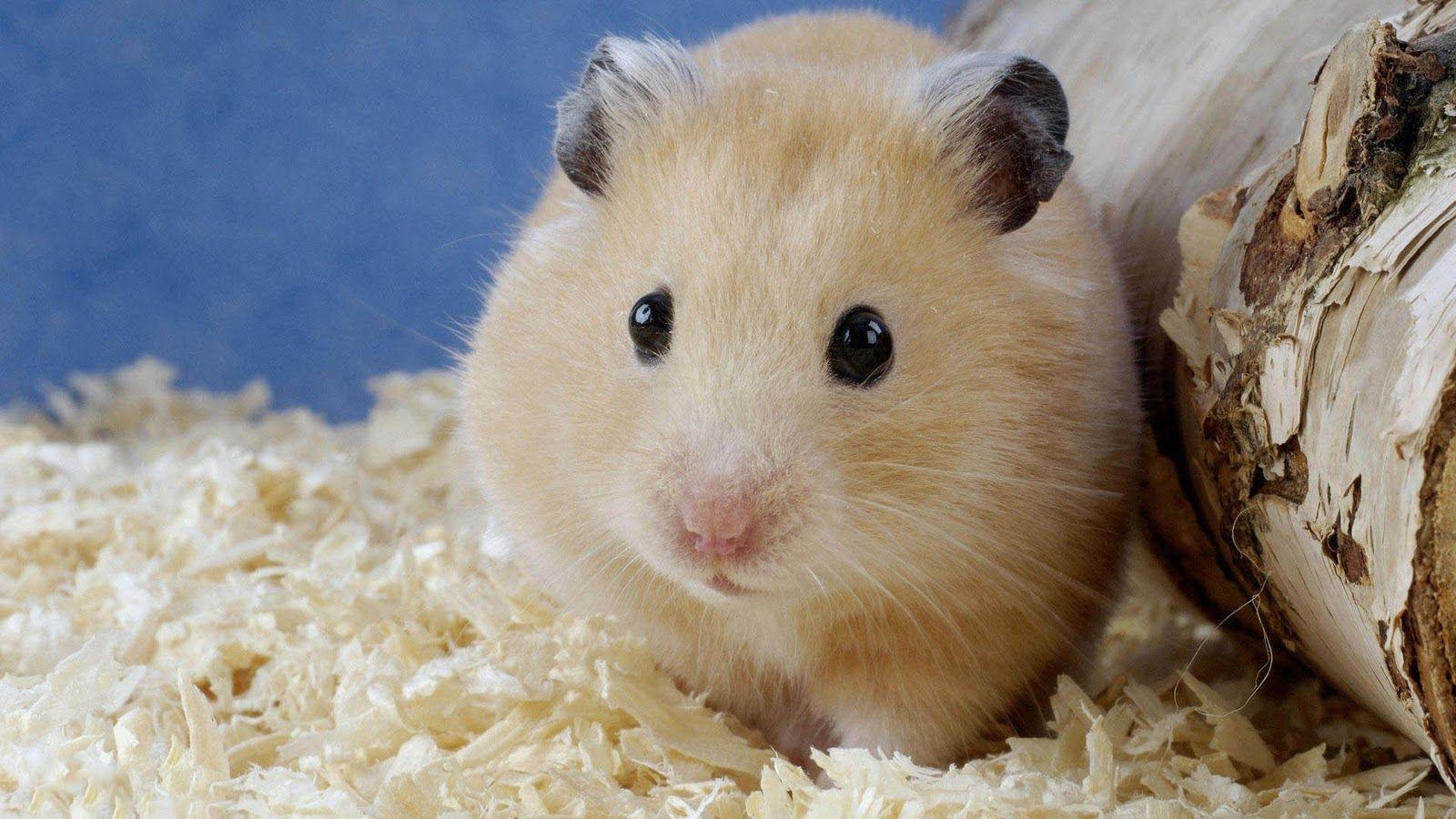 Cute Hamster Wallpaper