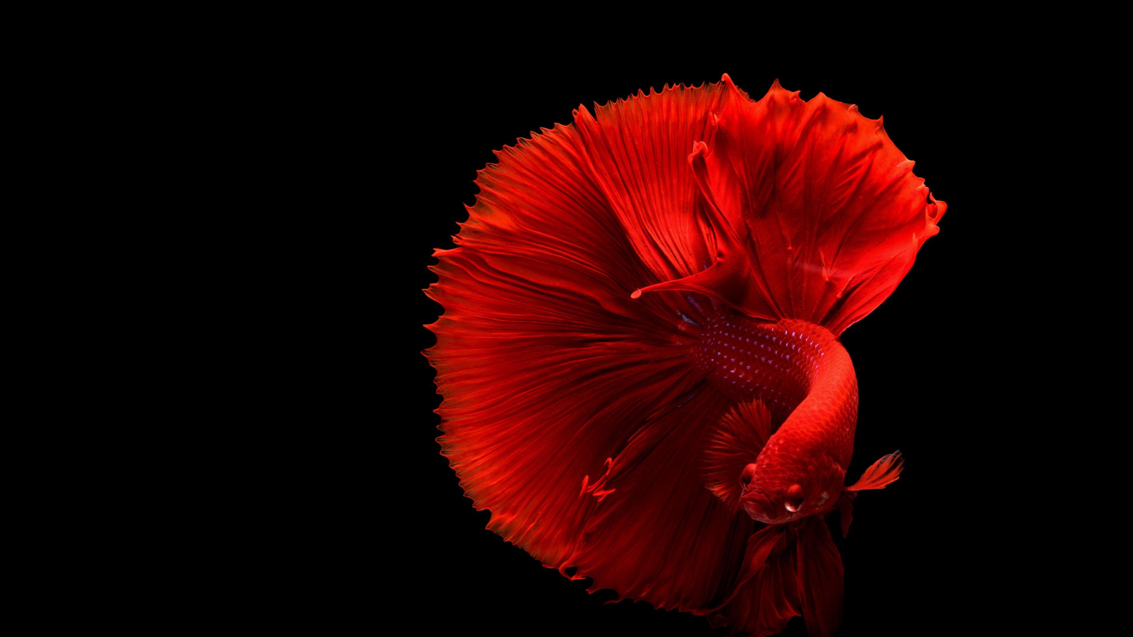 Siamese Fighting Fish Wallpaper. Wallpaper Studio 10