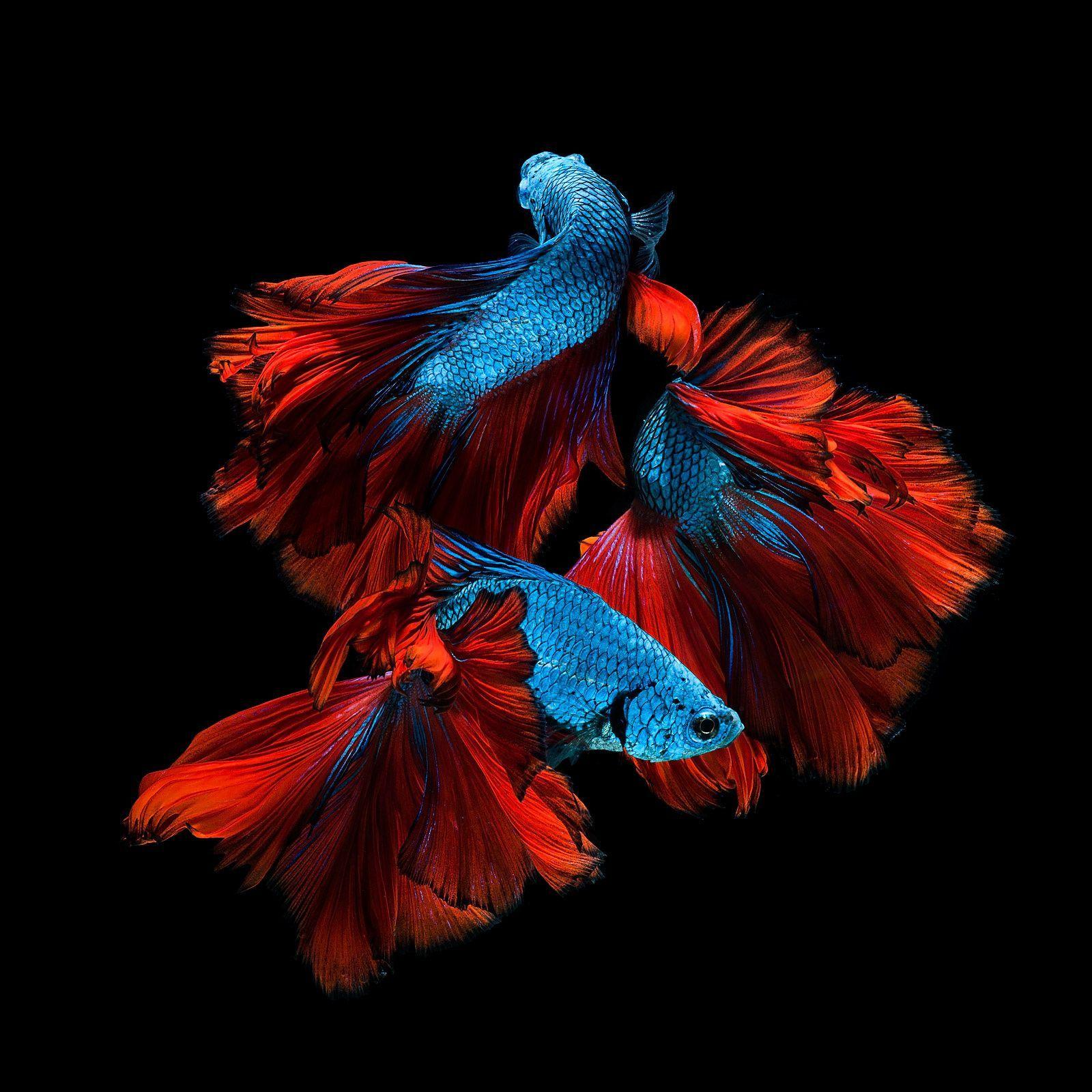 Red Blue Siamese Fighting Fish The Moving Moment Of Red