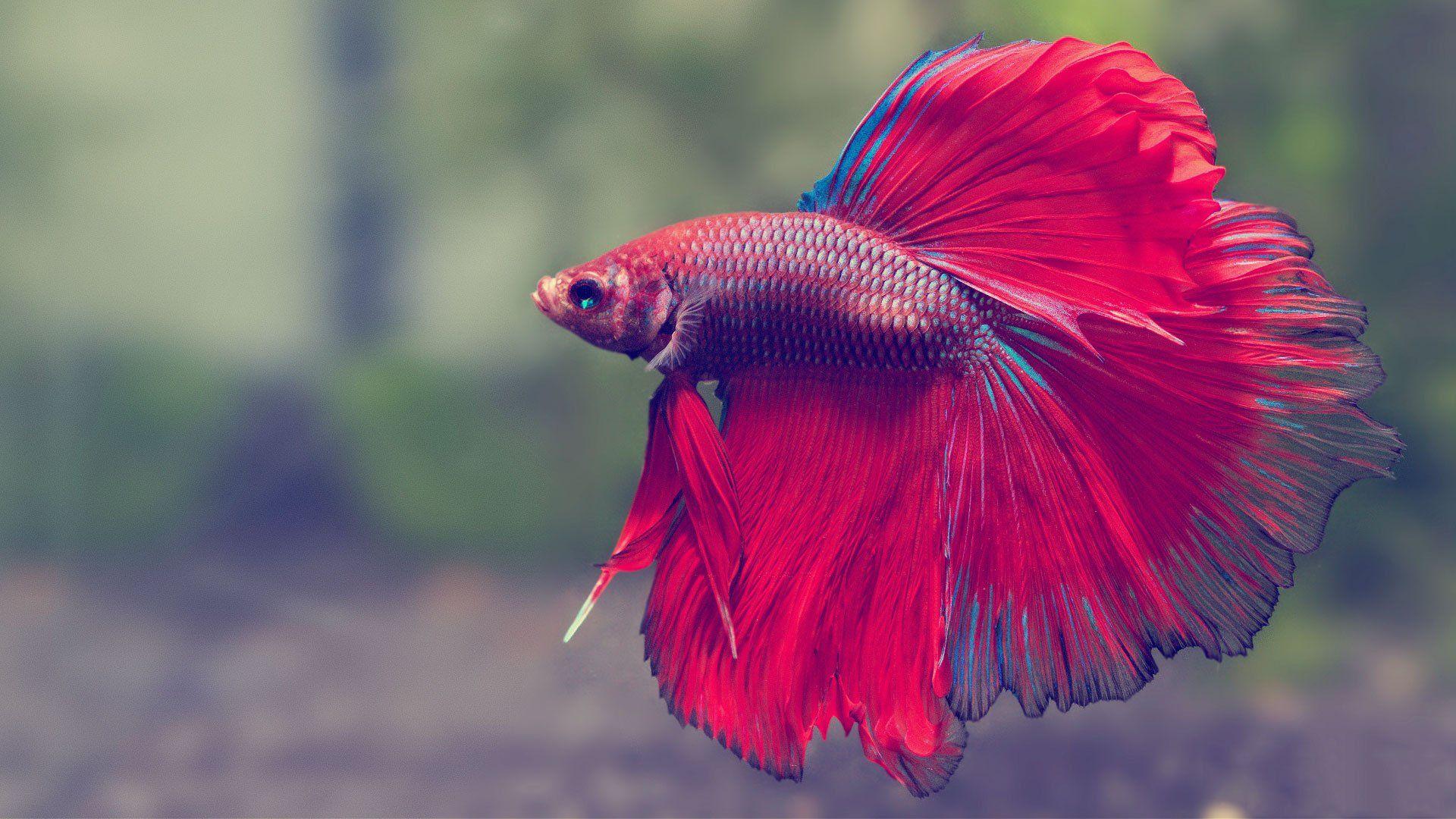 Siamese background fighting picture psychedelic fish betta