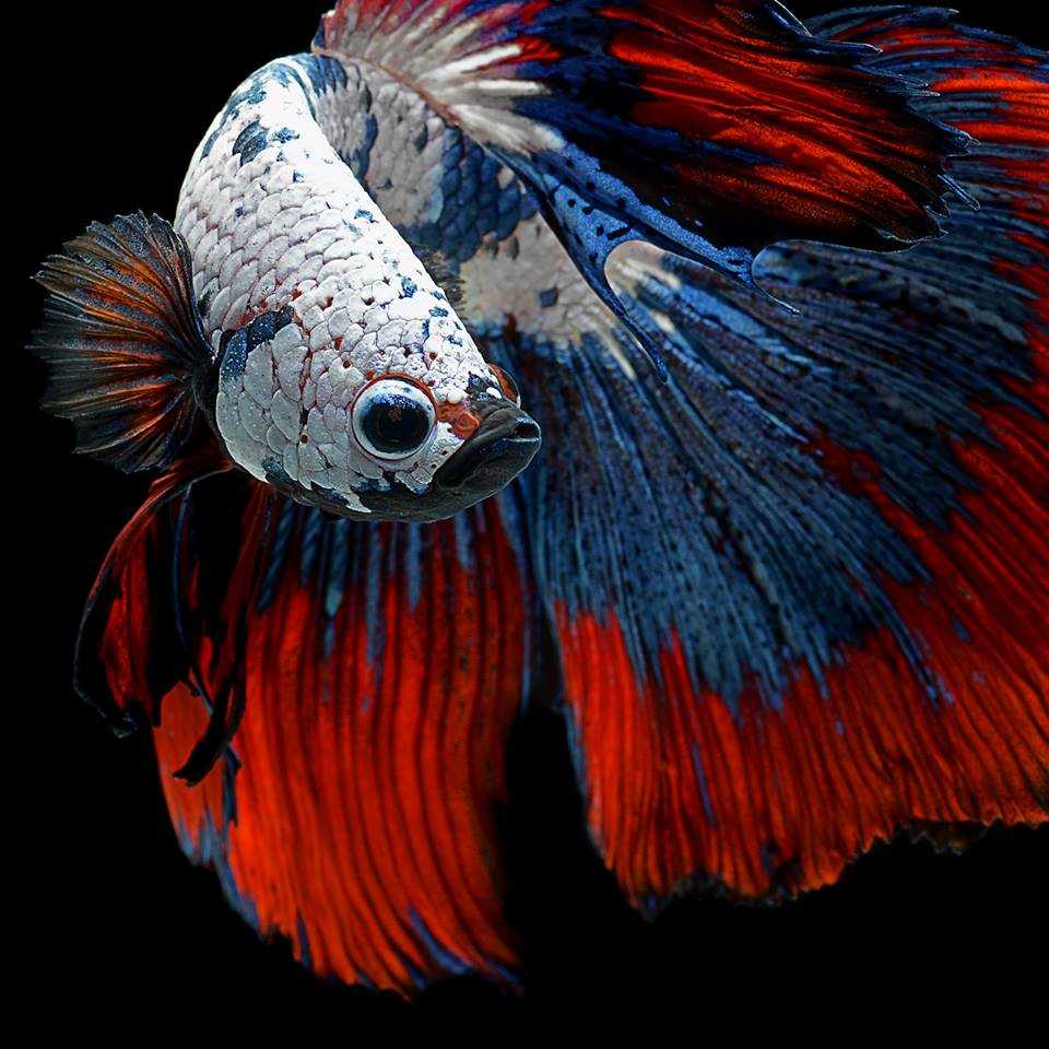 Betta Fish Wallpaper HD Pics High Resolution iPhoneannounced With