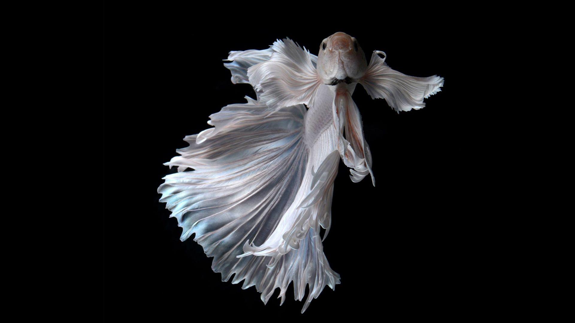 Albino Betta Fish Picture 14 of 20 Wallpaper in HD 1080p. HD