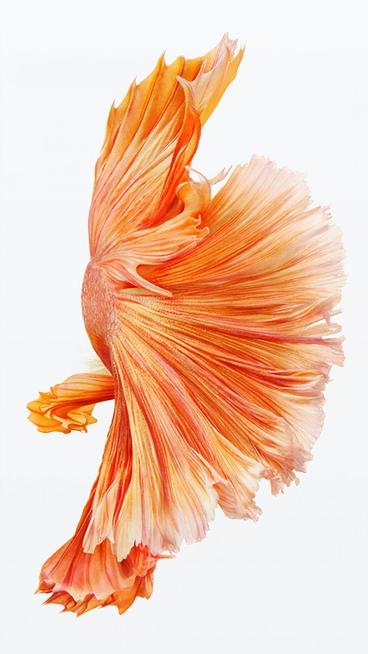 Bạn đang tìm một hình nền độc đáo và đầy màu sắc cho iPhone của mình? Hãy cùng khám phá bộ sưu tập hình nền cá cho iPhone kèm theo hình ảnh chất lượng cao và sống động nhất. Bạn sẽ không thể rời mắt khỏi những tác phẩm điêu khắc của nghệ thuật này! 