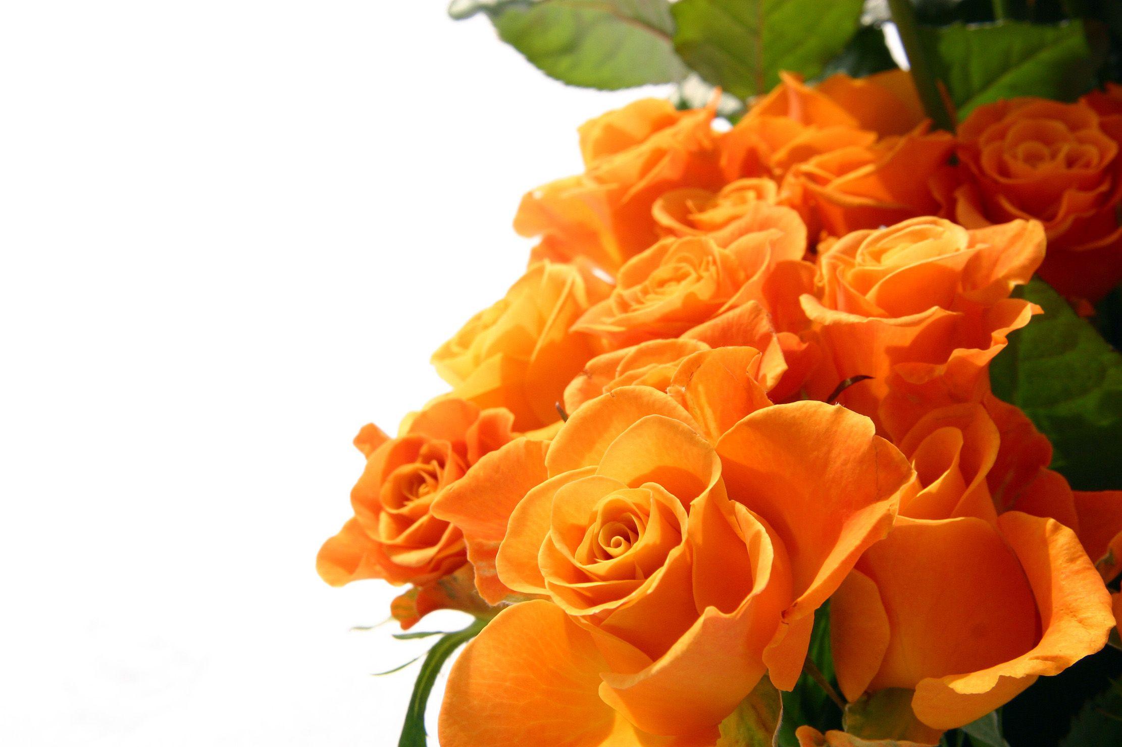 Flowers Orange Rose wallpaper (Desktop, Phone, Tablet)