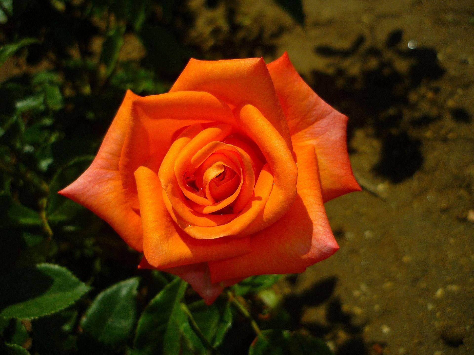 Cliserpudo Orange Rose Wallpaper Background Oran Roses Desktop Red
