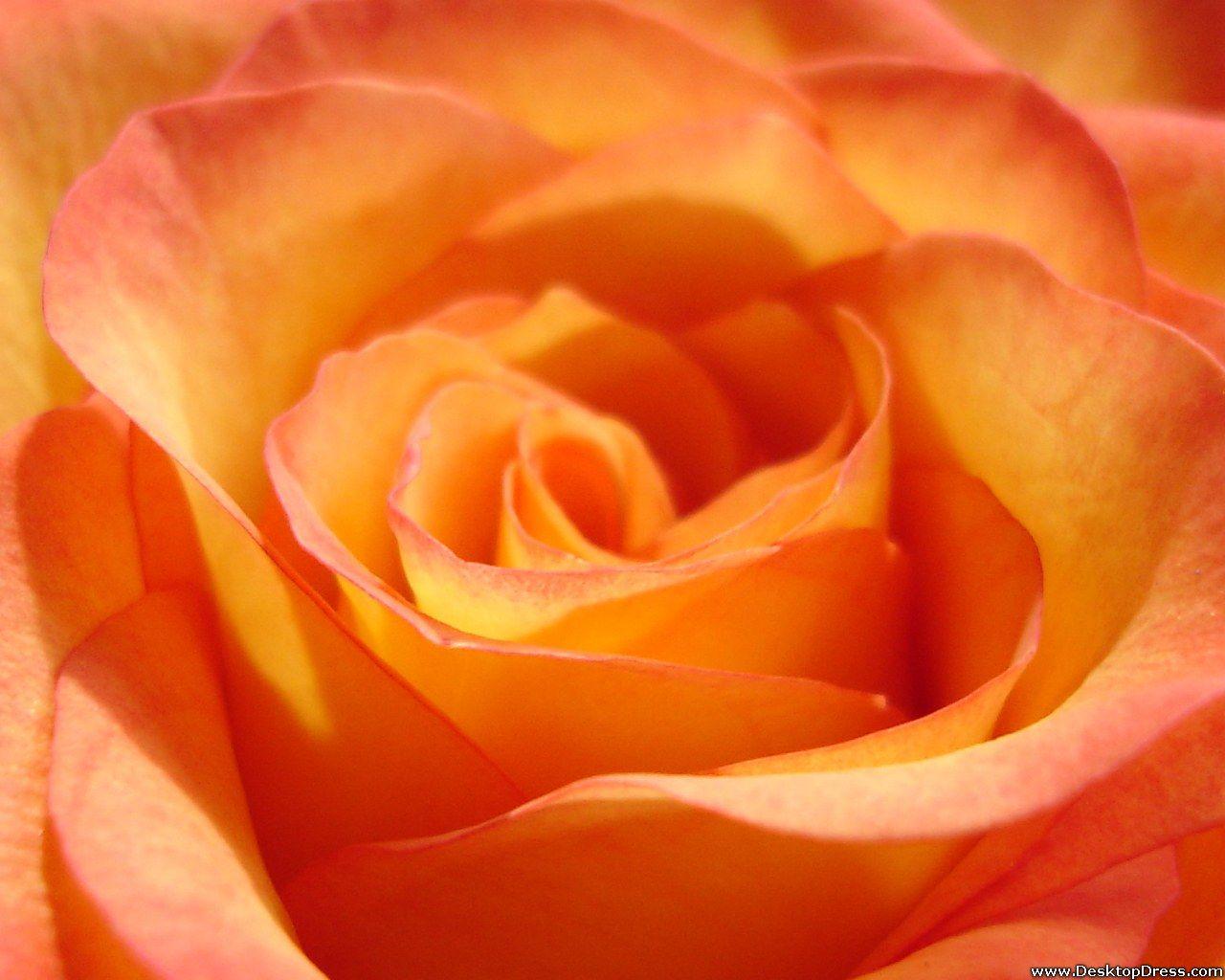 Desktop Wallpaper Flowers Background Big Orange Yellow Rose