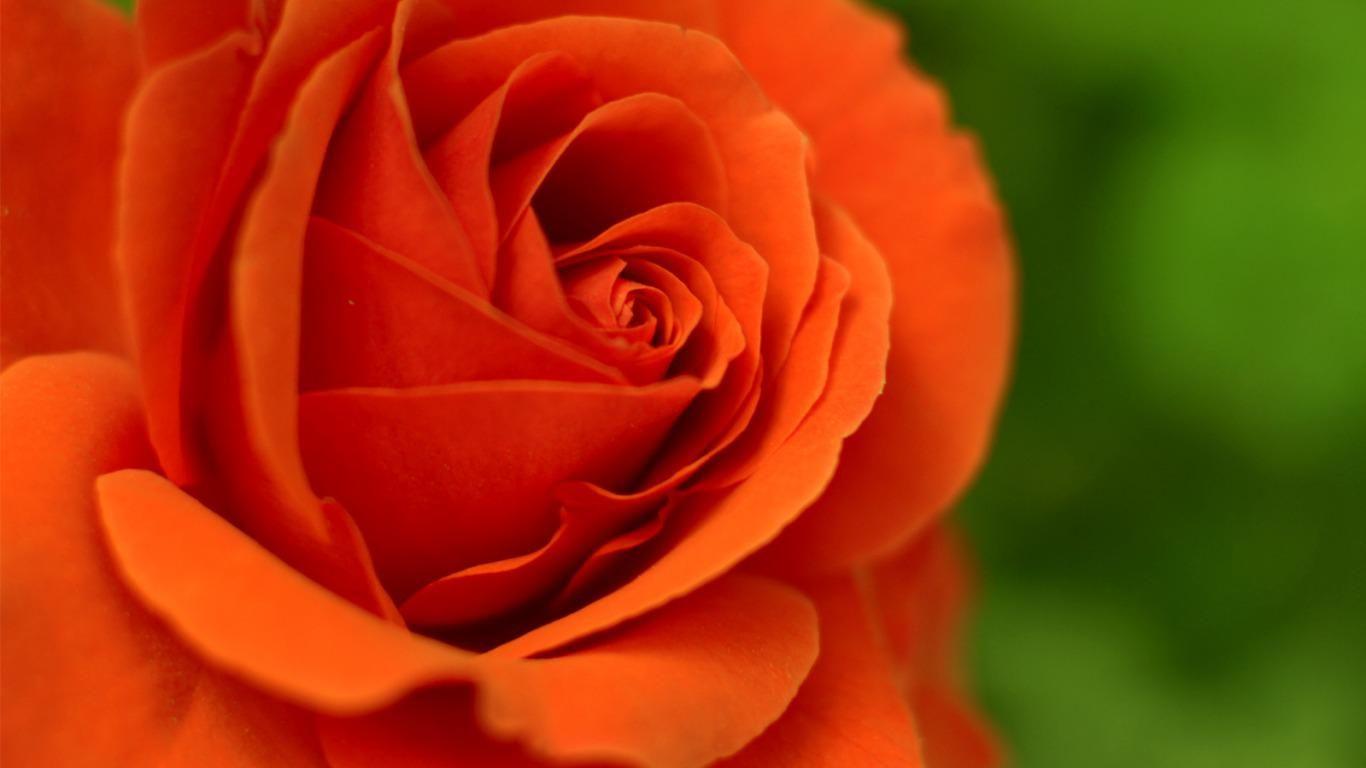 Orange Roses Picture 29736 1366x768px