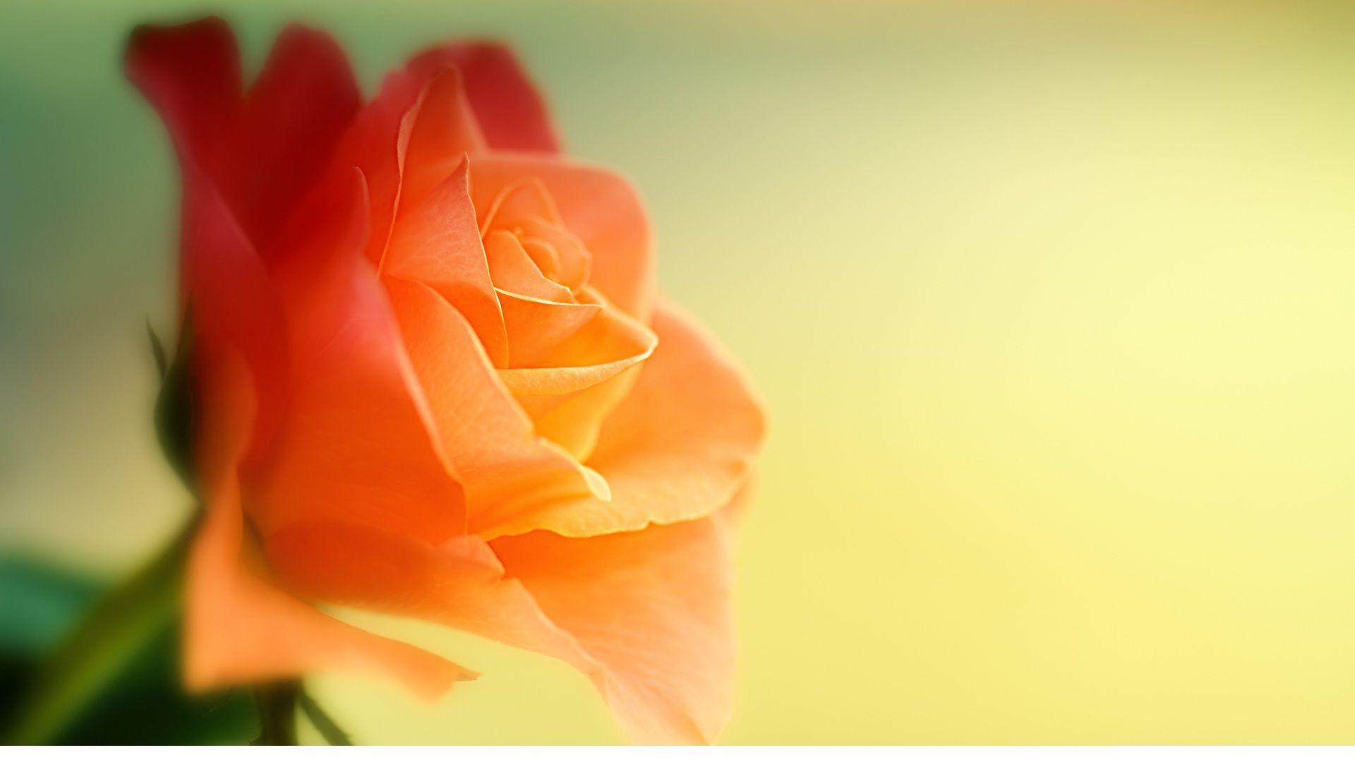 Orange Rose. Download HD Wallpaper