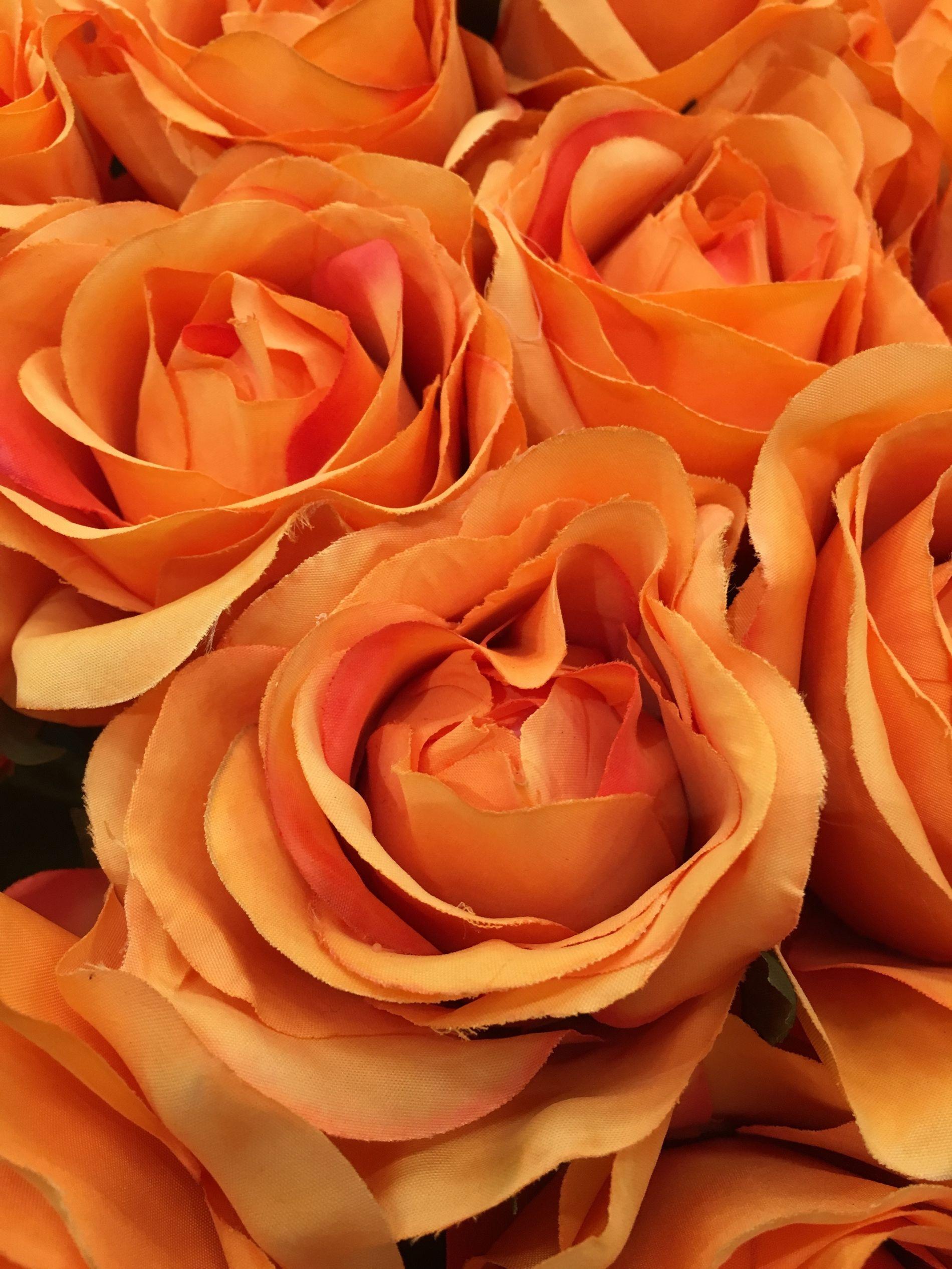 Orange Roses With Close Range Photogrammetry 52714