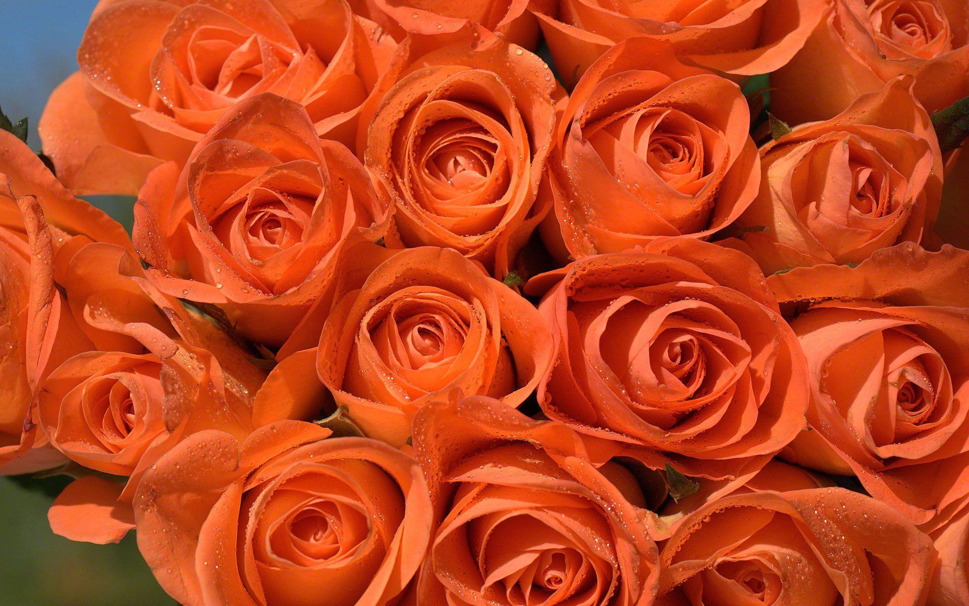 Orange Roses, High Definition, High Quality, Widescreen