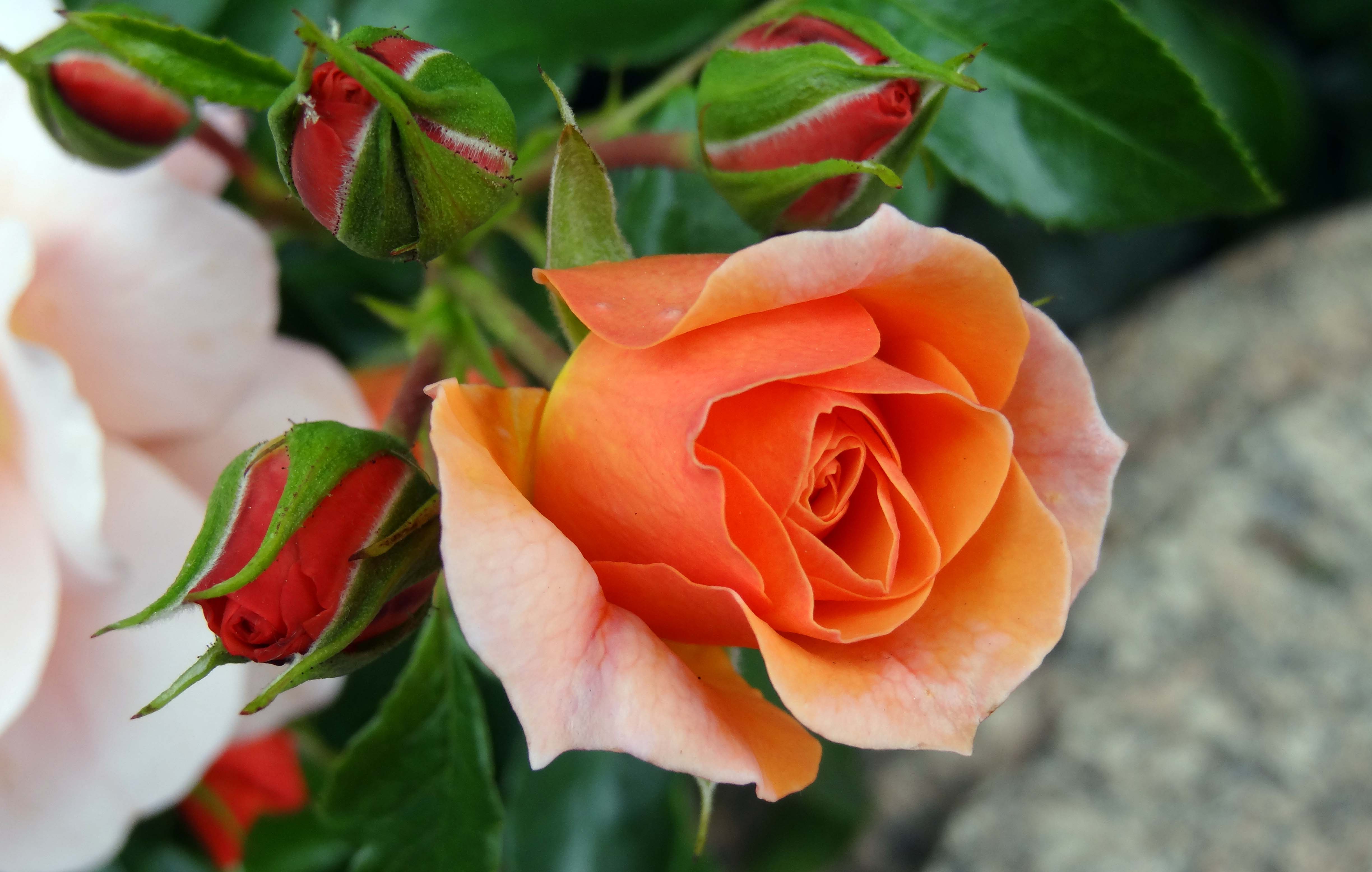 Orange Rose Wallpapers - Wallpaper Cave