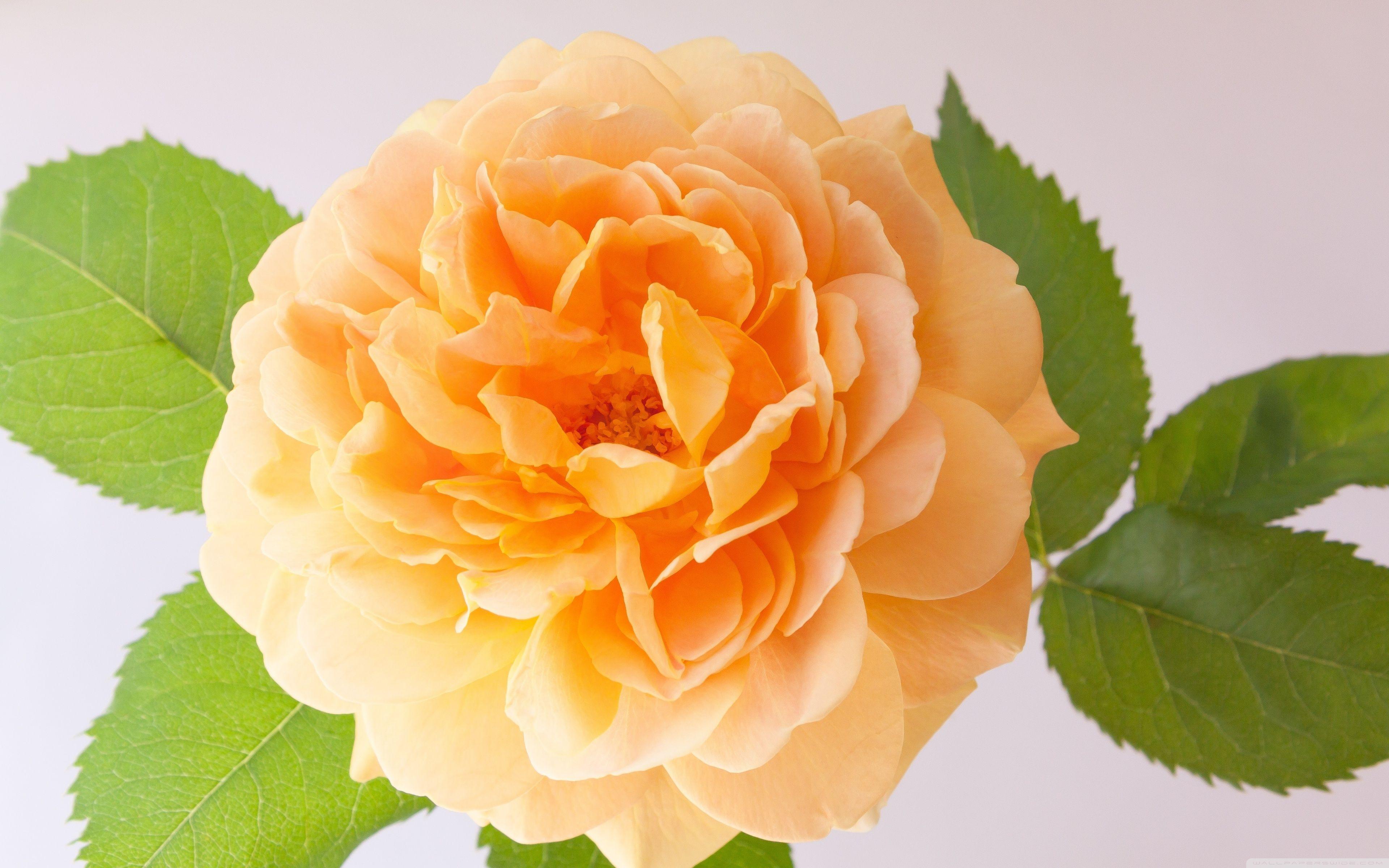 Orange Rose ❤ 4K HD Desktop Wallpaper for 4K Ultra HD TV • Wide