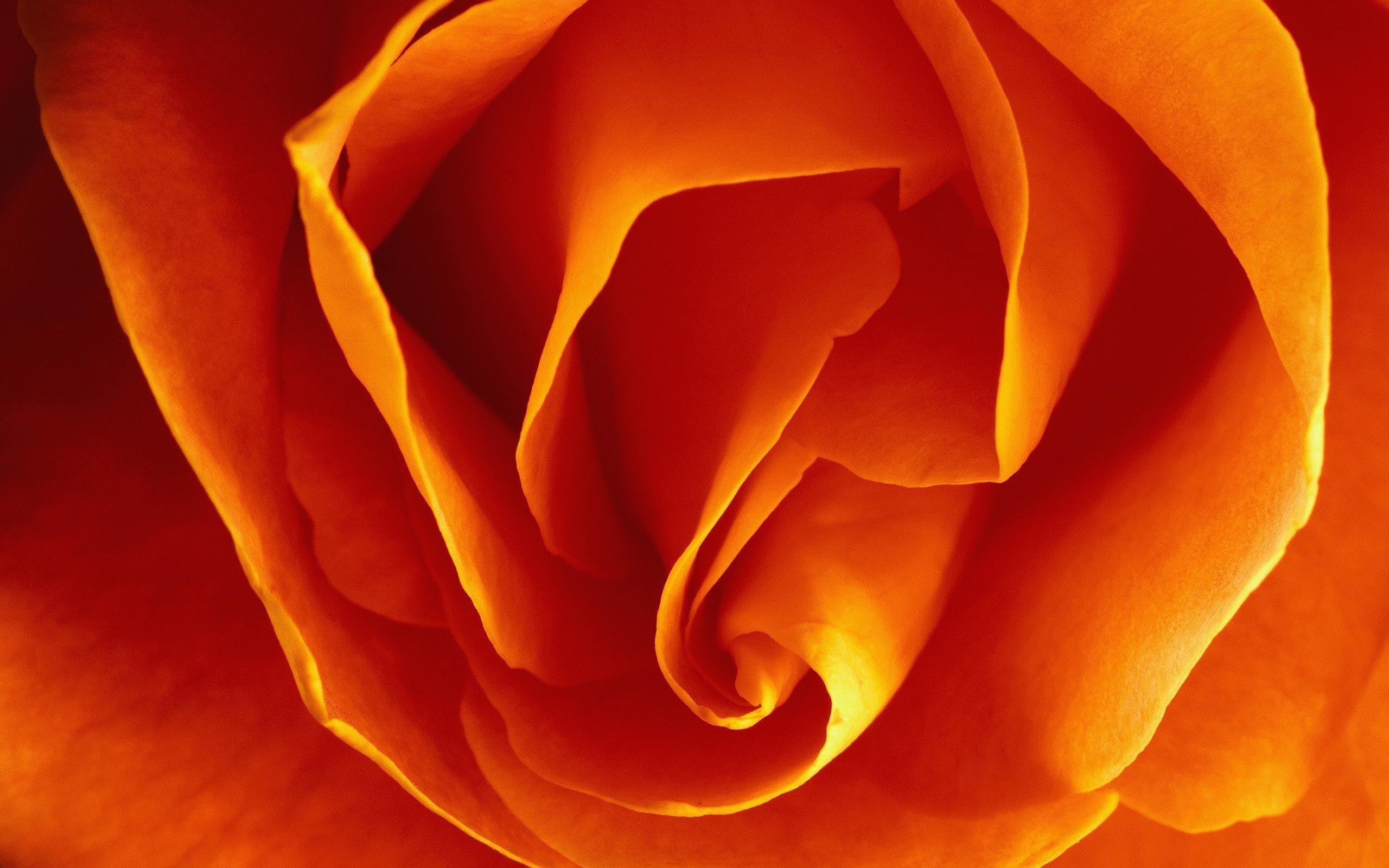 Flowers: Orange Rose Close Free Desktop Wallpaper 2560x1600 for HD