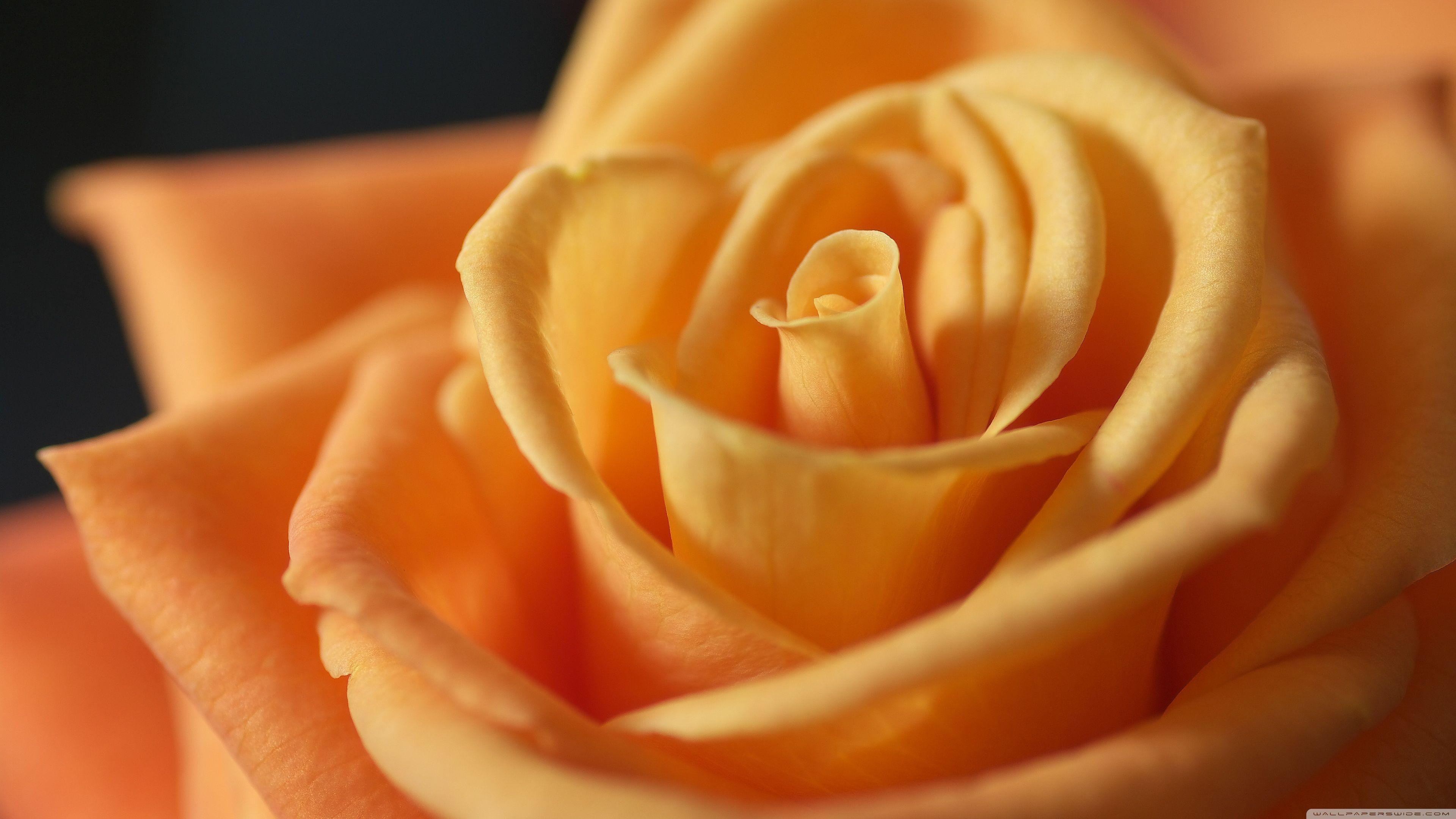 Light Orange Rose ❤ 4K HD Desktop Wallpaper for 4K Ultra HD TV