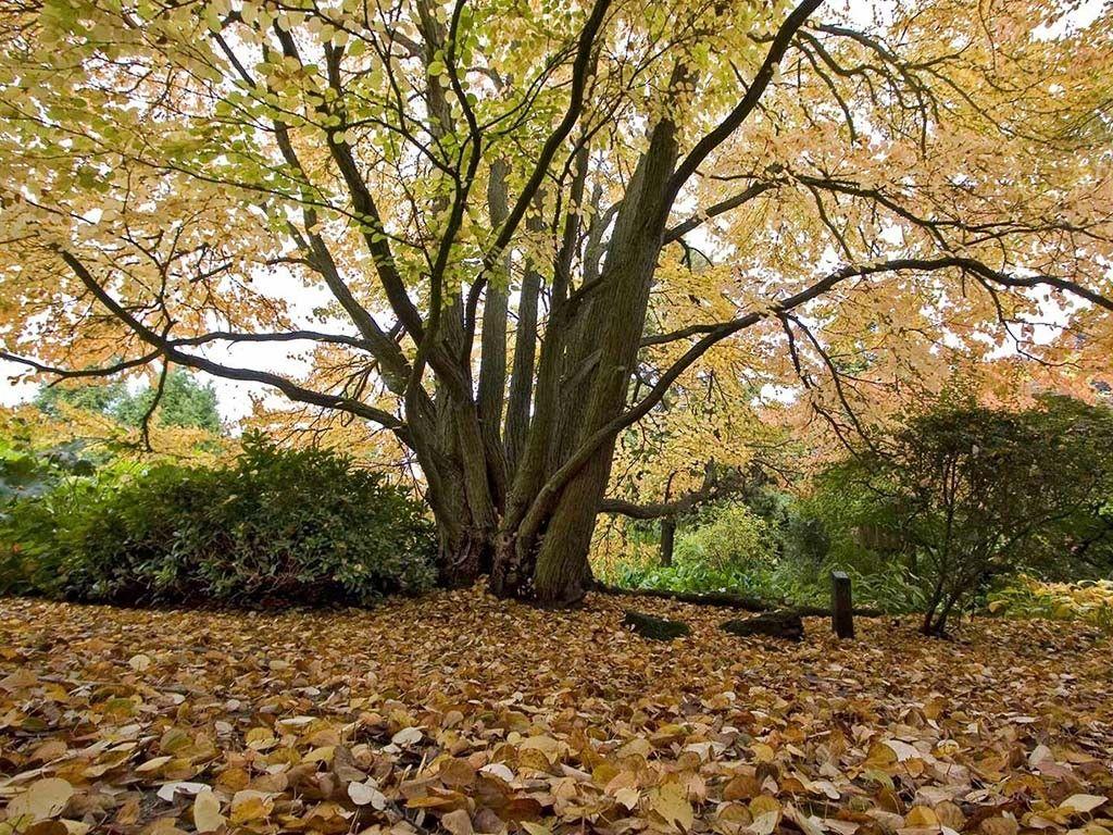 Forests: Tree Autumnal Autumn Leaves Season Japanese Foliage