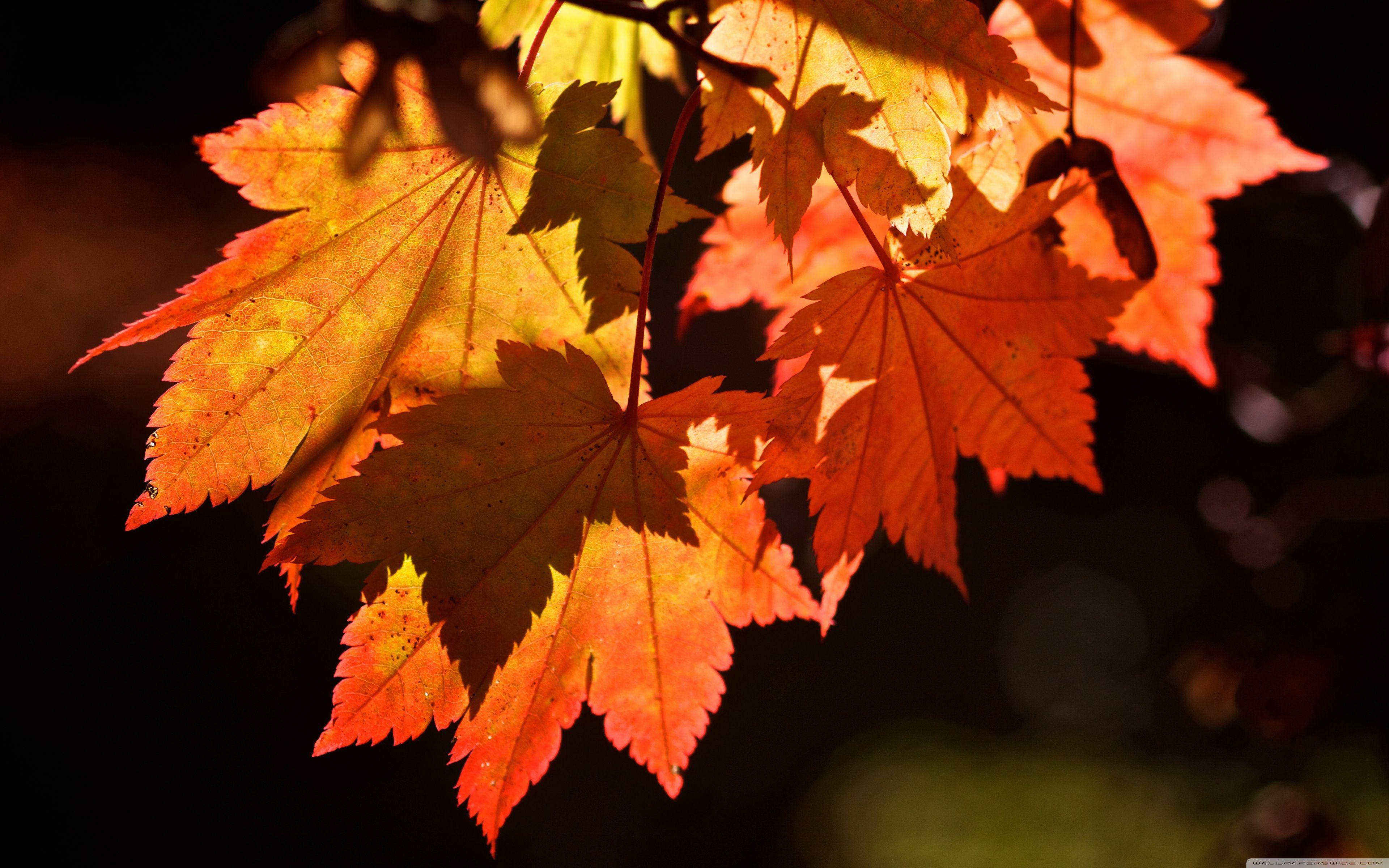Autumn Leaves ❤ 4K HD Desktop Wallpaper for 4K Ultra HD TV • Tablet