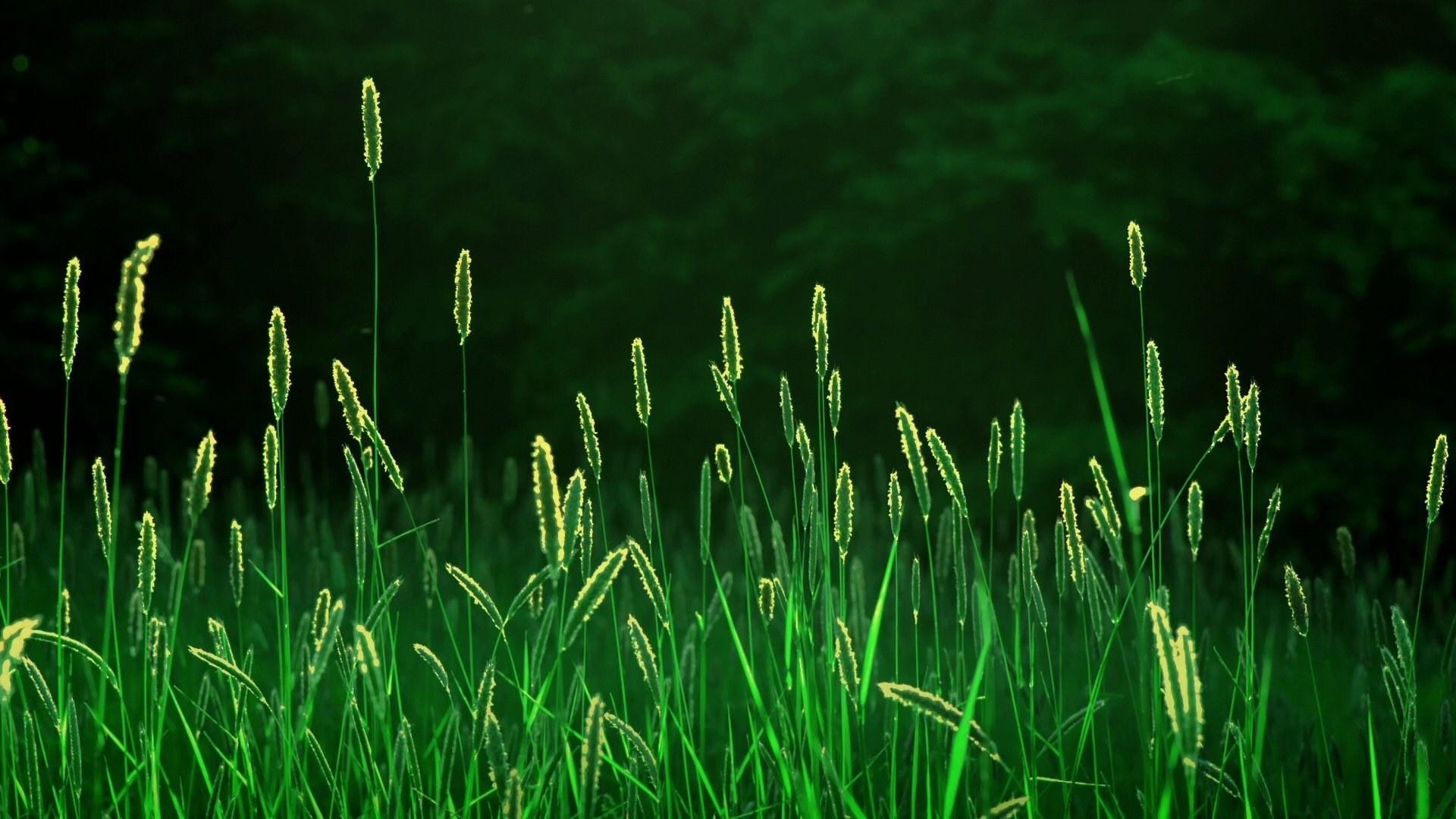 Picture Nature Grasslands Grass