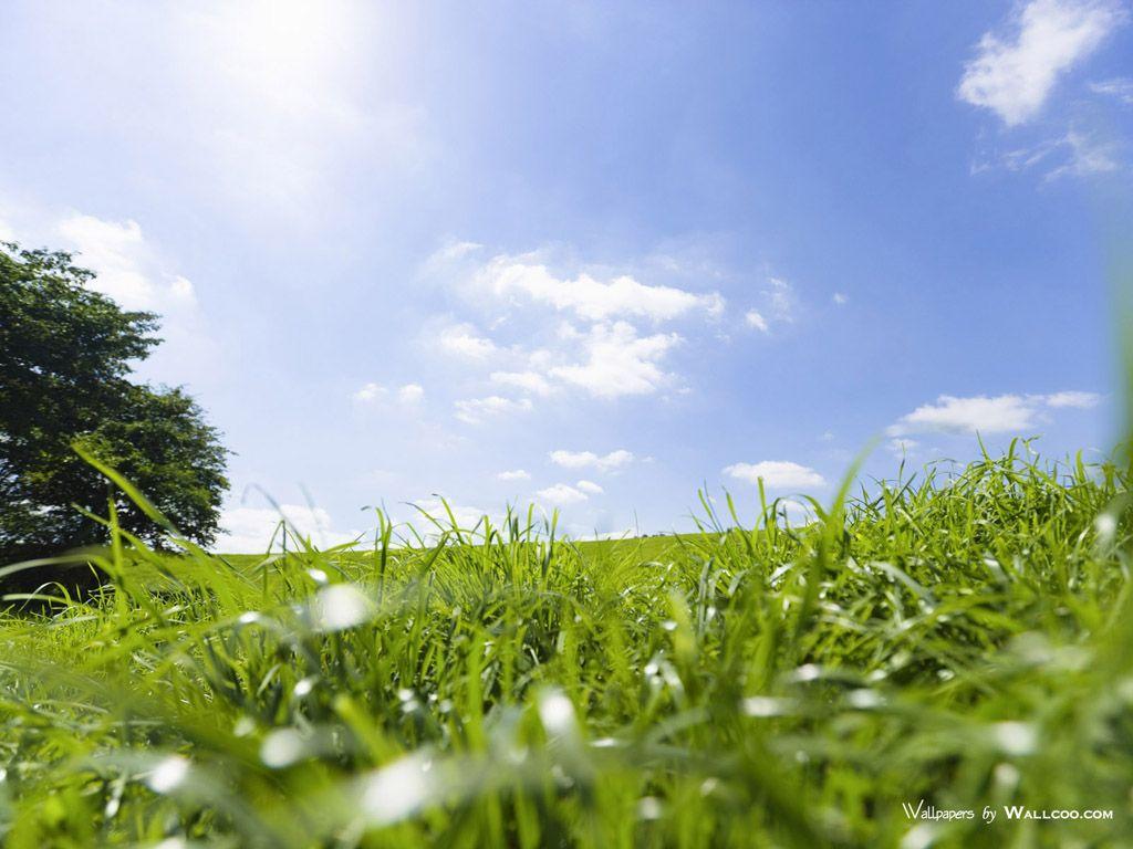 Grassland Wallpaper
