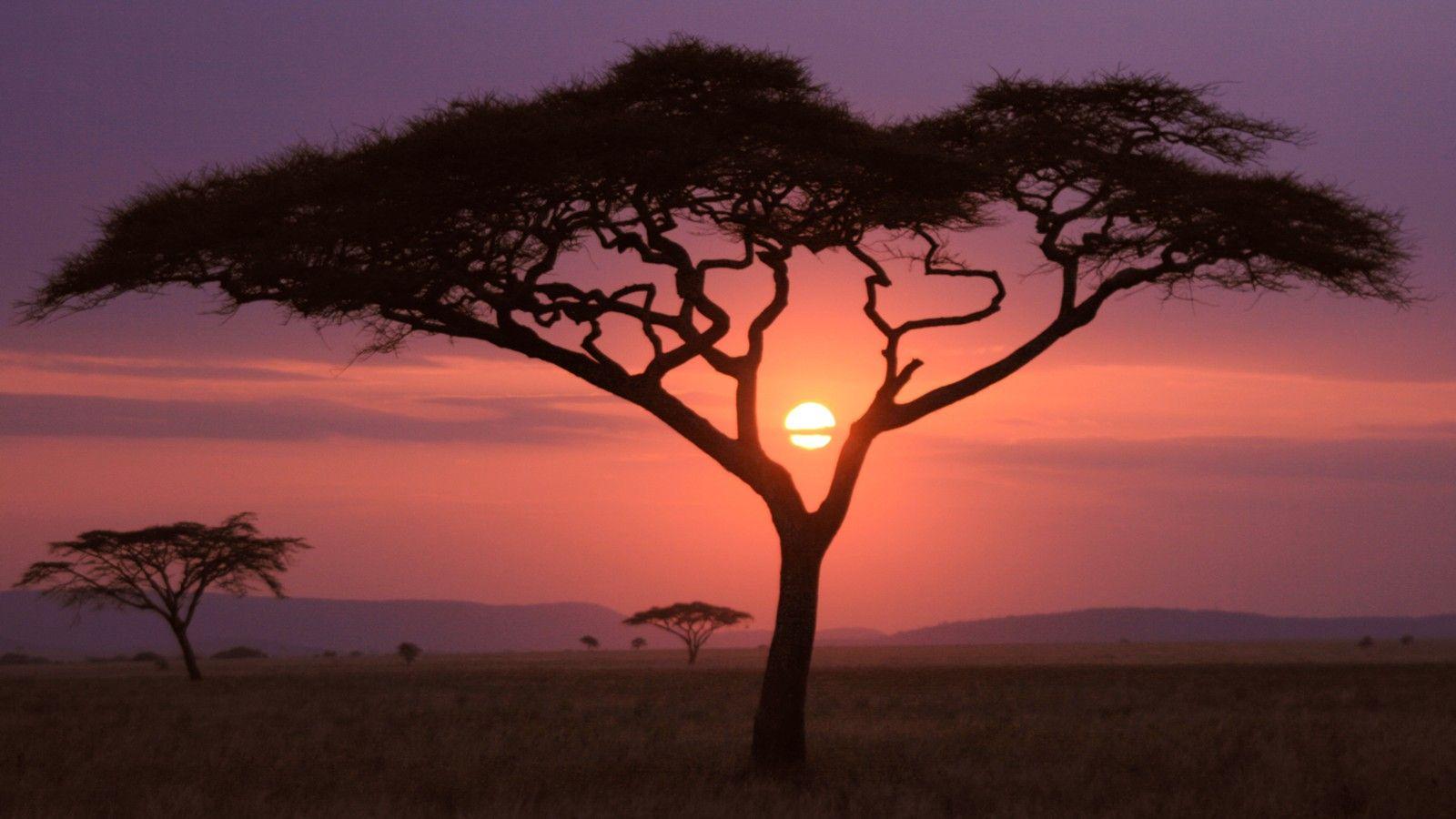 Sunset African grasslands 31689