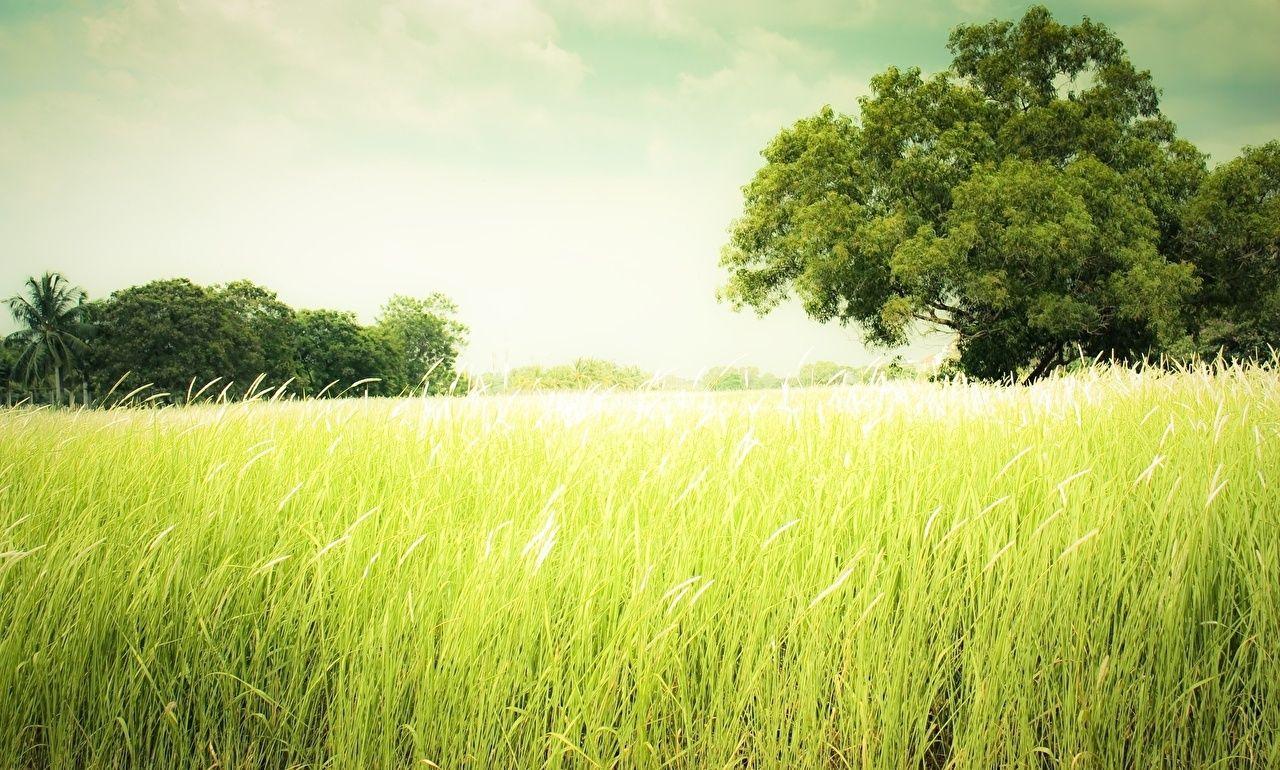Photo Nature Summer Meadow Grass
