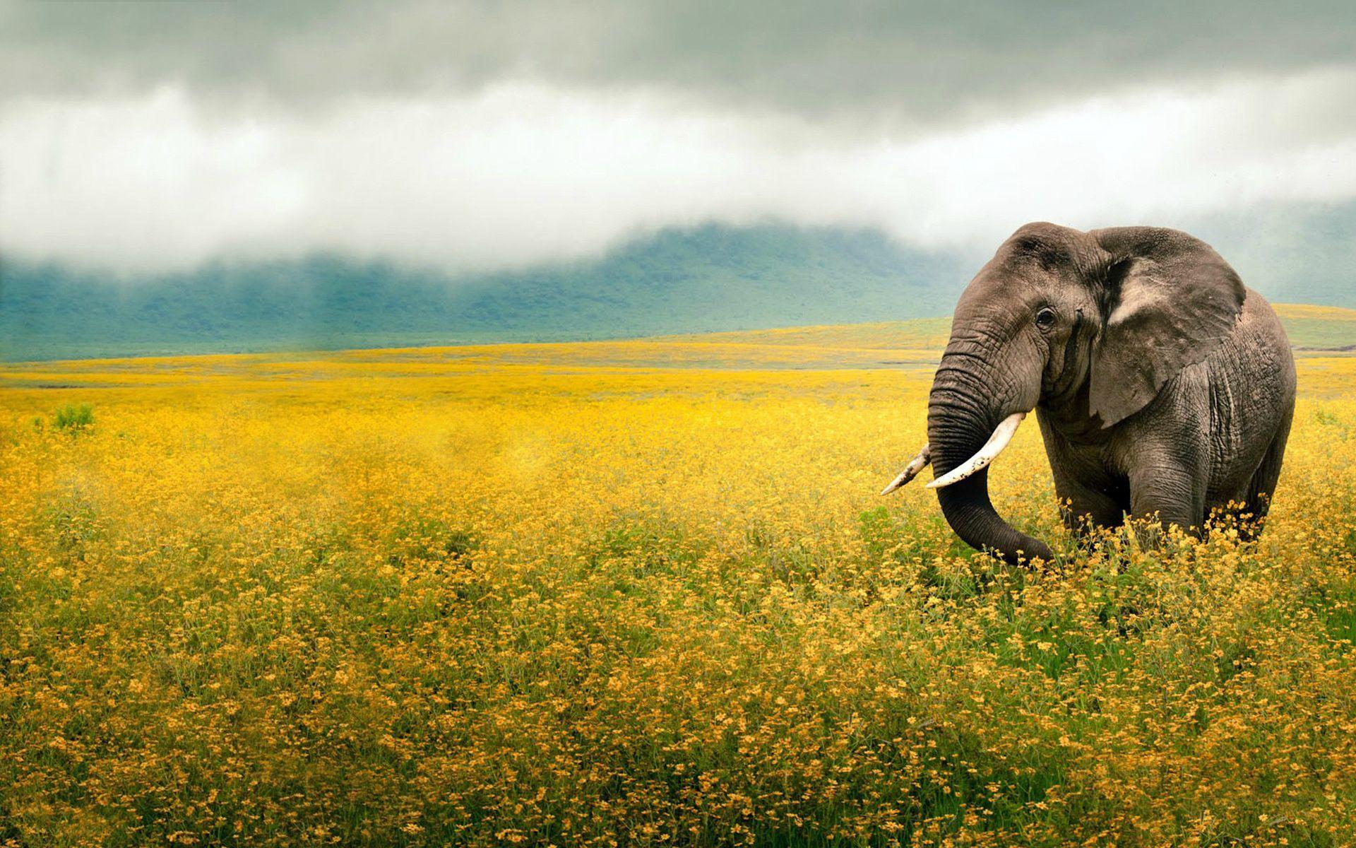 Elephant In Grasslands and Background