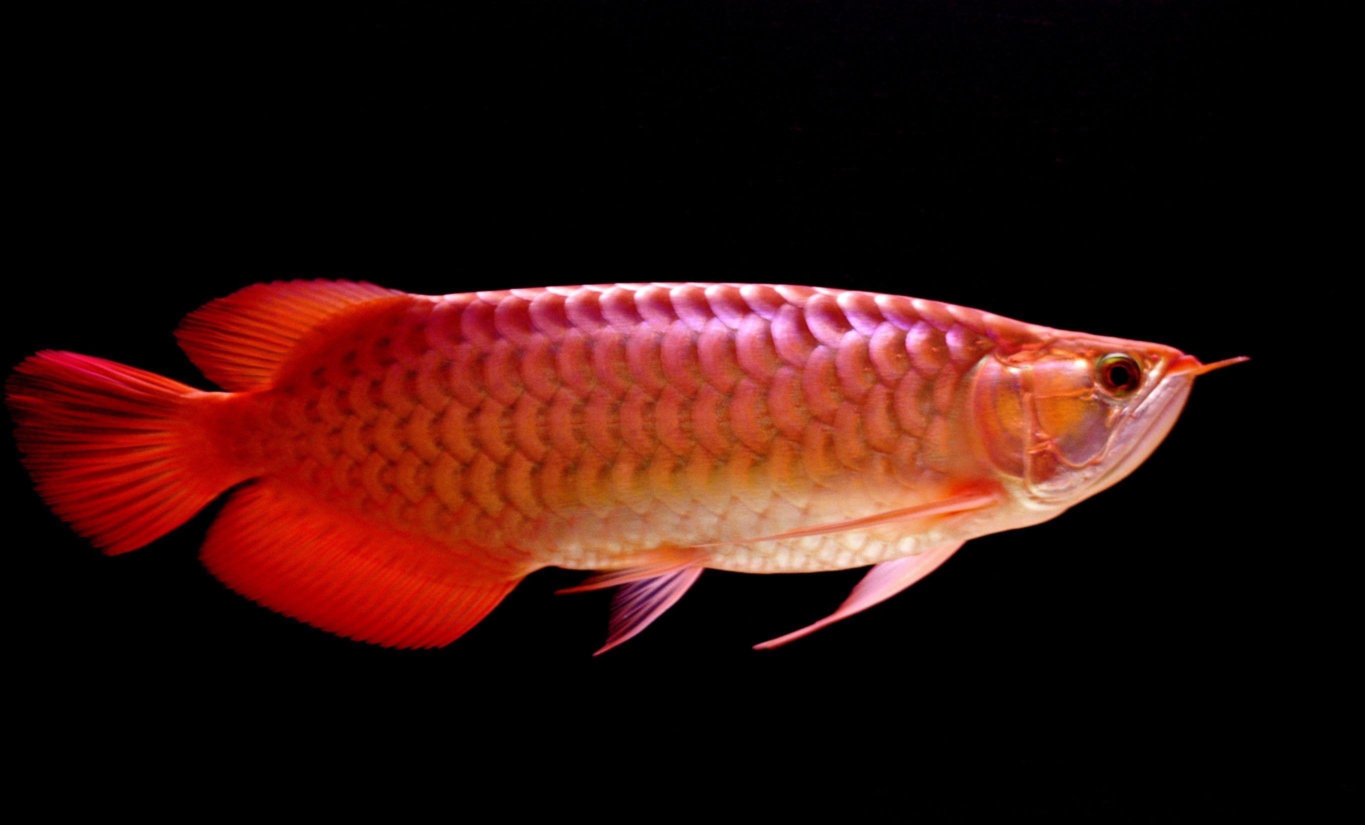 Beautiful Big Red Arowana Fish Photo Picture HD Desktop Free