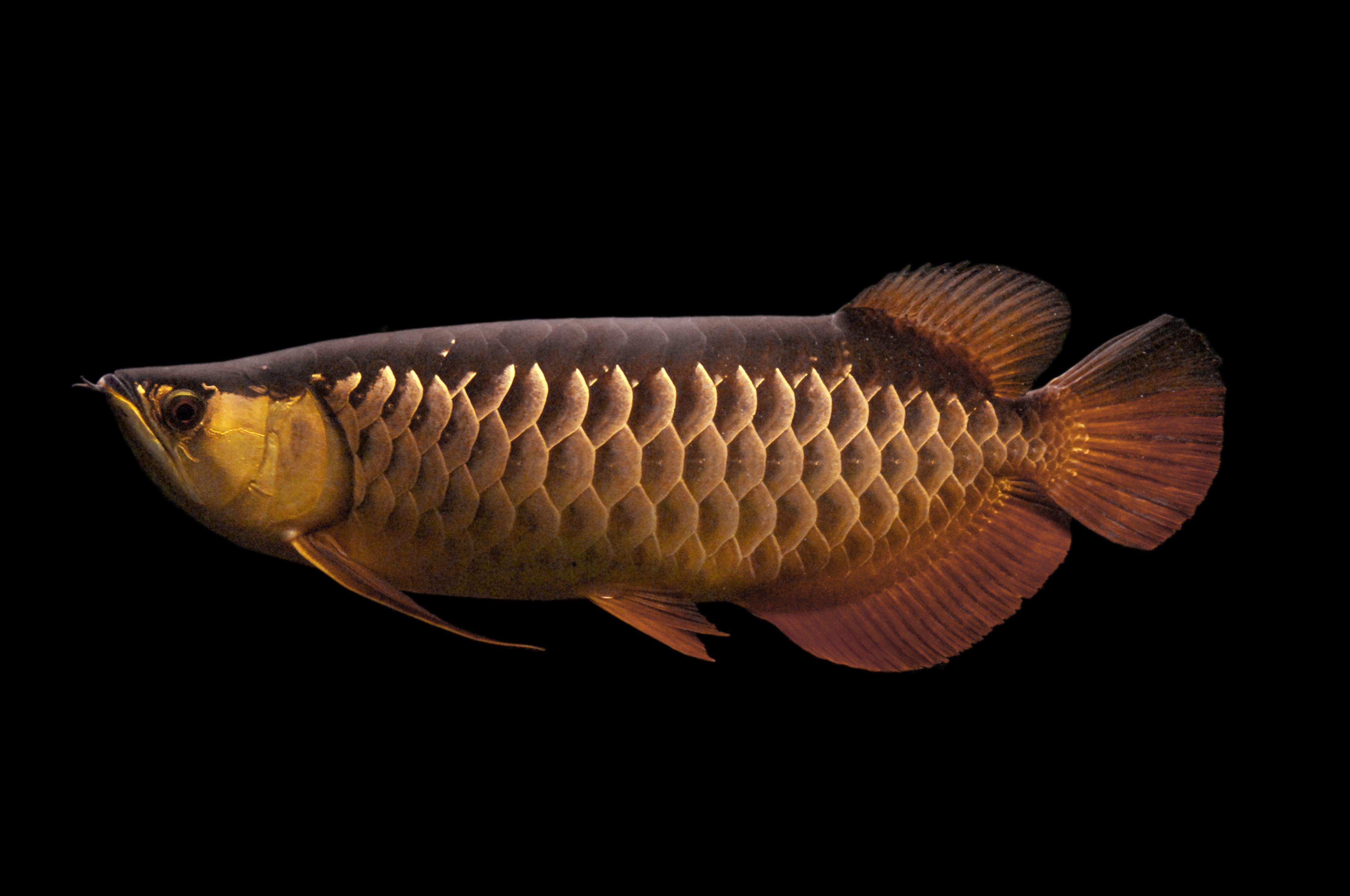 Gold Brown Arowana Fish Photo Underwater Picture Animal HD Dark Wallpaper. ปลาสวยงาม, ปลา
