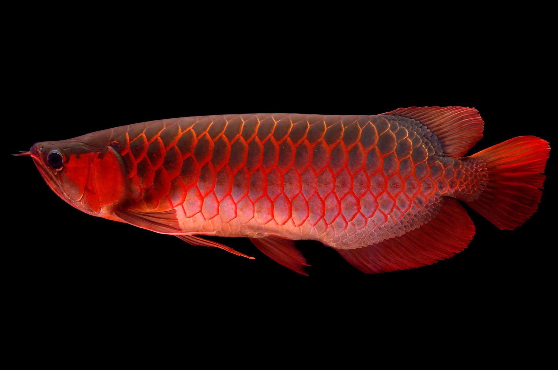  Arowana  Wallpapers  Wallpaper  Cave