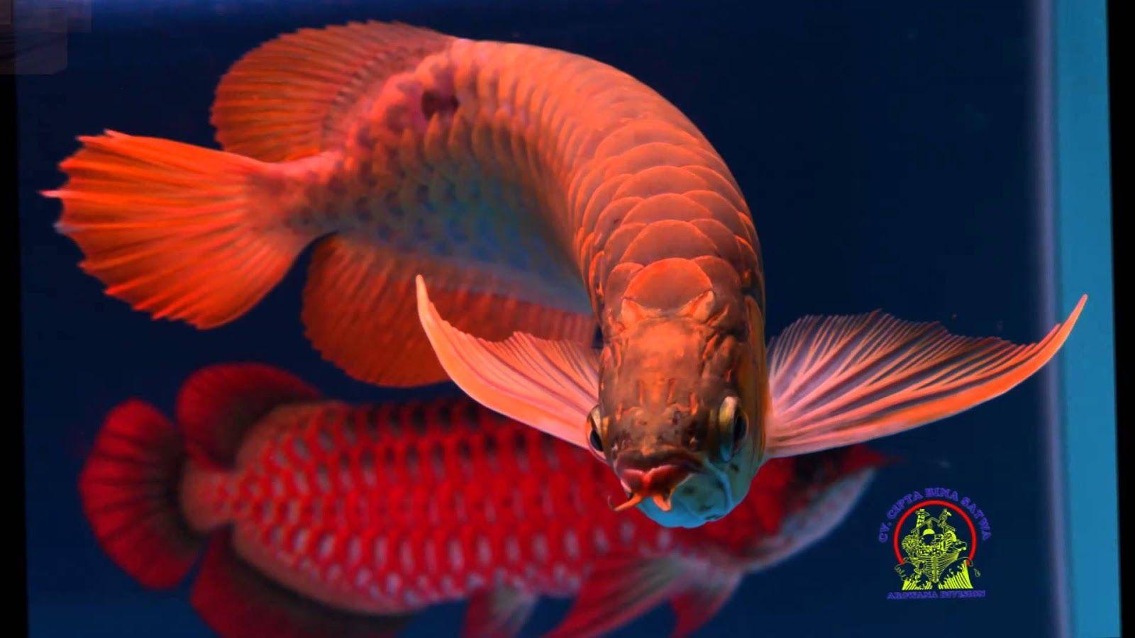 Dragon Fish Arowana Beauty 1