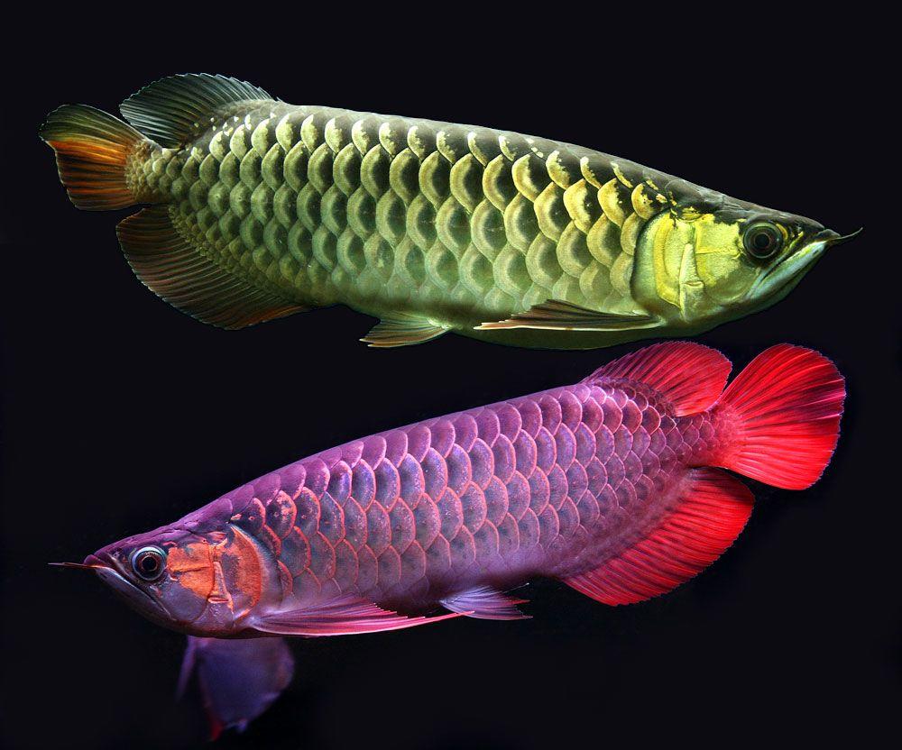 Stunning and Full of Color Asian Arowanas Exotic Freshwater
