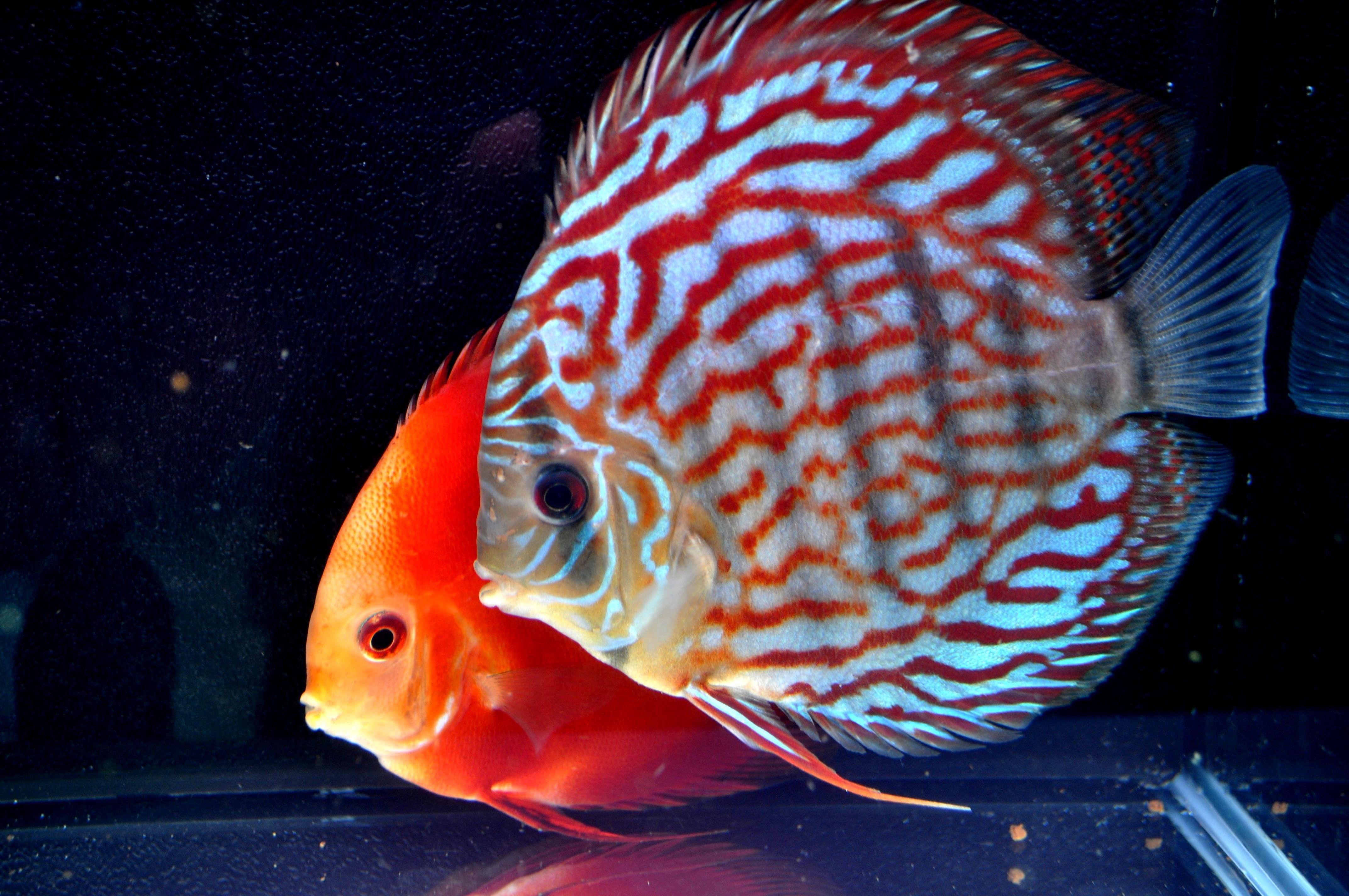Fishes: Fish Tropical Discus Arowana Wallpaper Download for HD 16:9