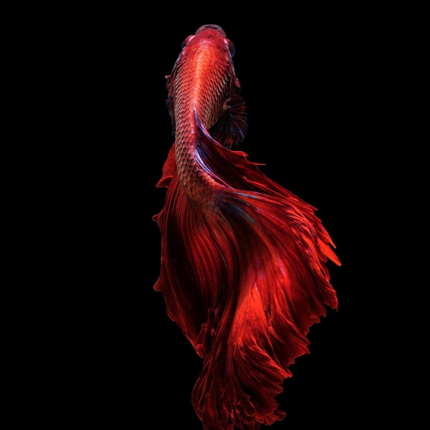 Fishes: Psychedelic Siamese Fish Betta Fighting Tropical Underwater