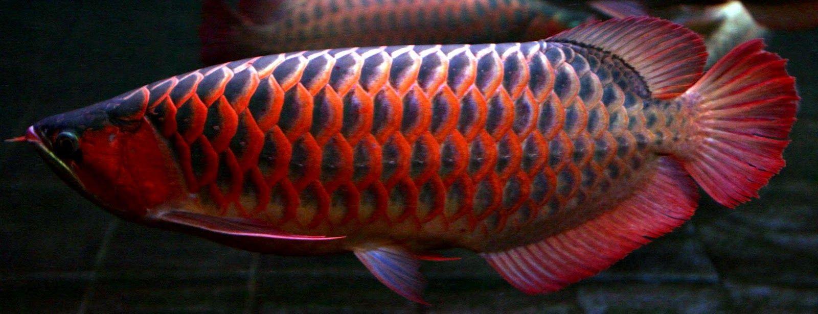 Dragon Fish Arowana Beauty 2
