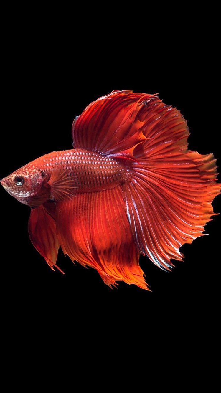 Wallpaper Fish Luxury Beautiful Big Red Arowana Fish Picture HD