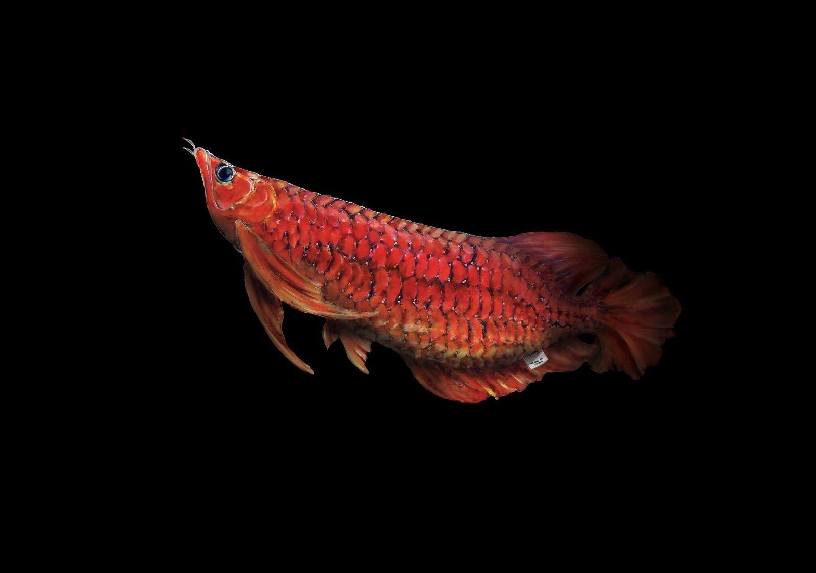 Cool Beauty Red Arowana Fish HD Wallpaper. aquarium