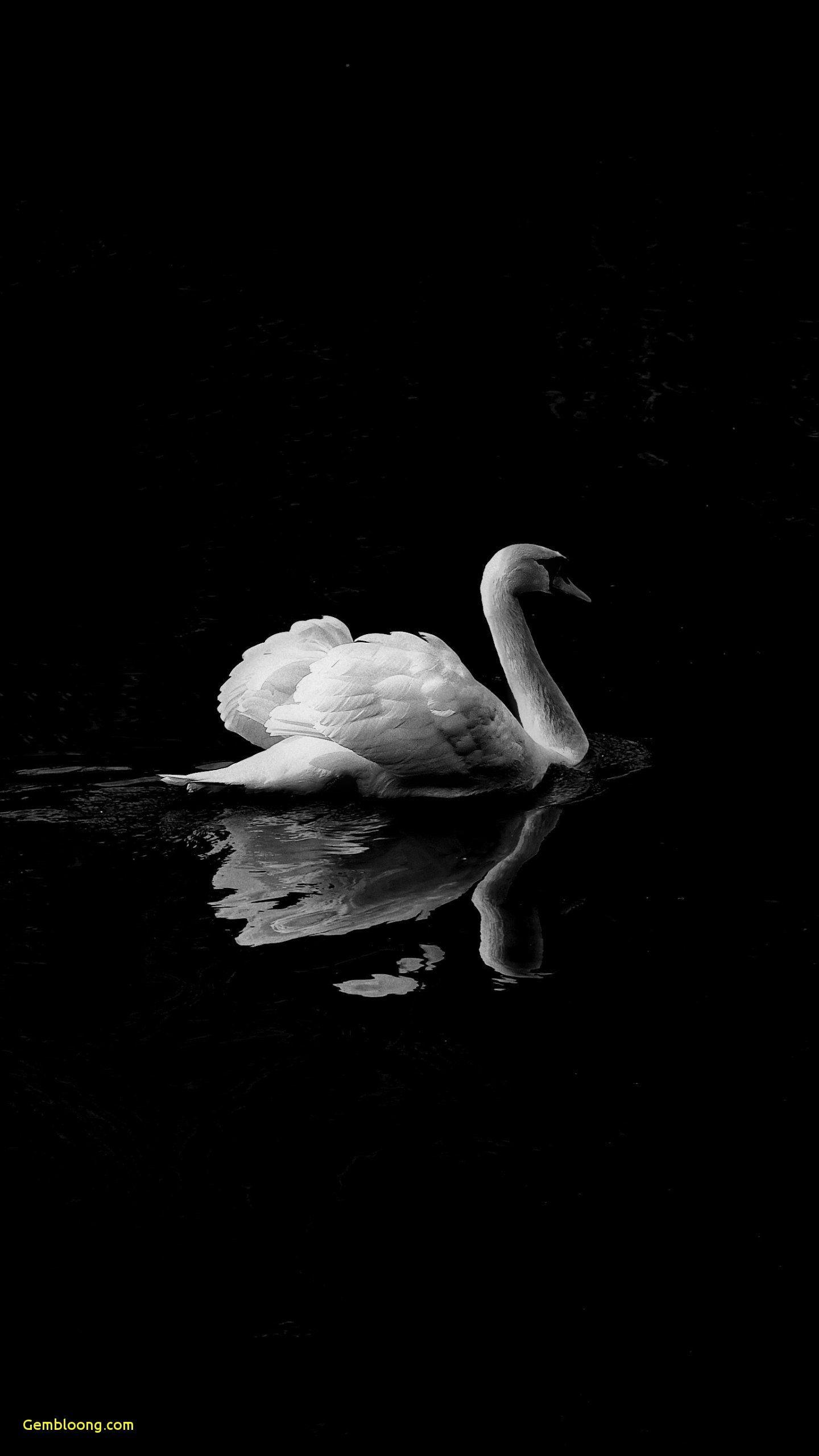 Wallpaper for iPhone Jesus Unique Swan In Lake iPhone Mobile