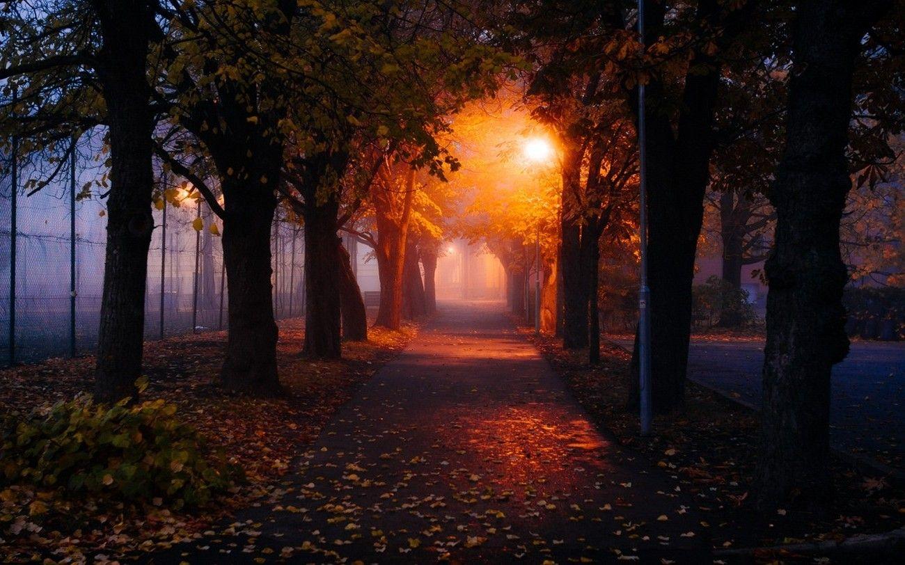 nature, Mist, Morning, Trees, Park, Fall, Leaves, Path, Lights