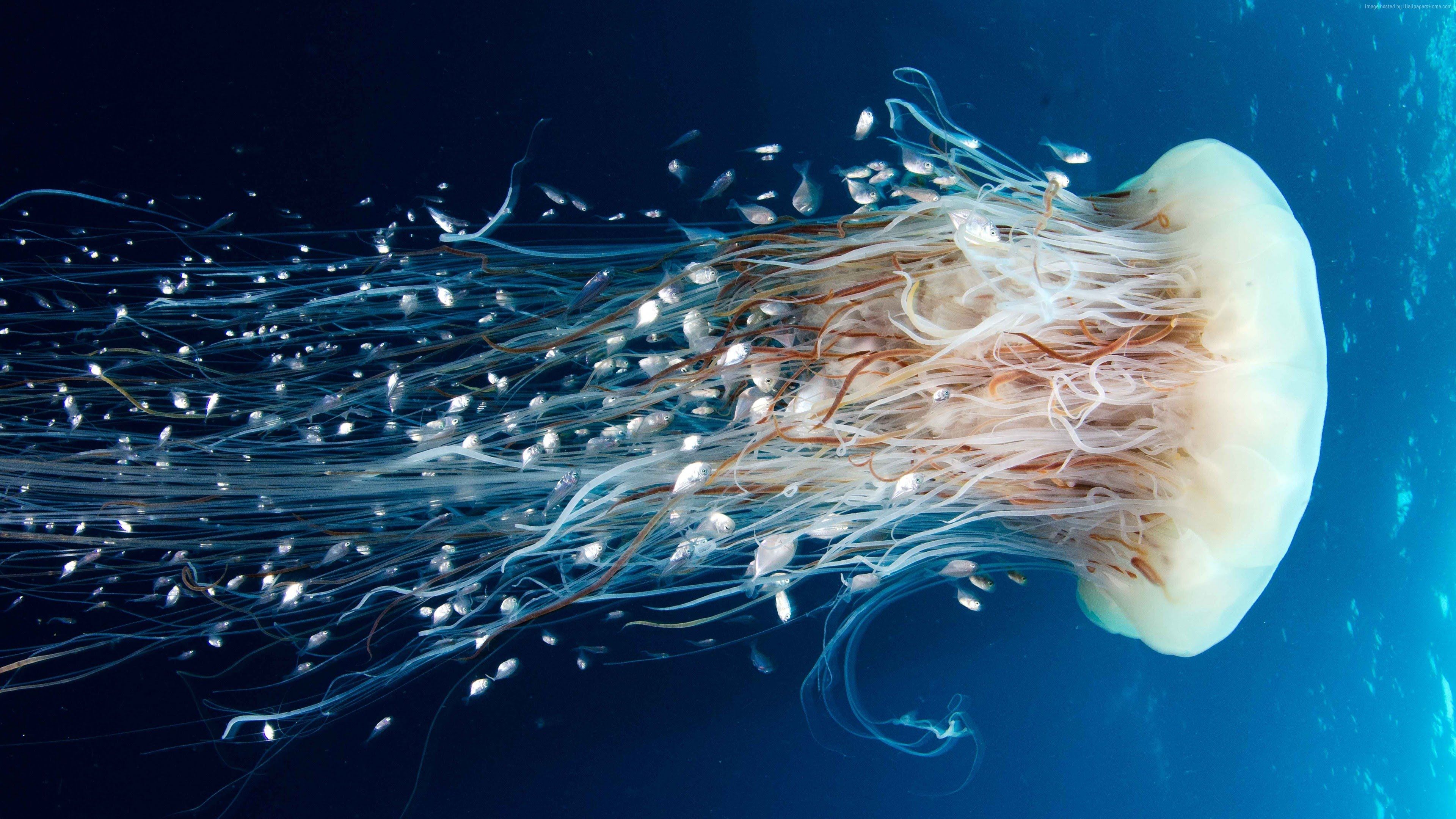 Download Beautiful And Amazing Aquatic Life Wallpaper. UHD 4k